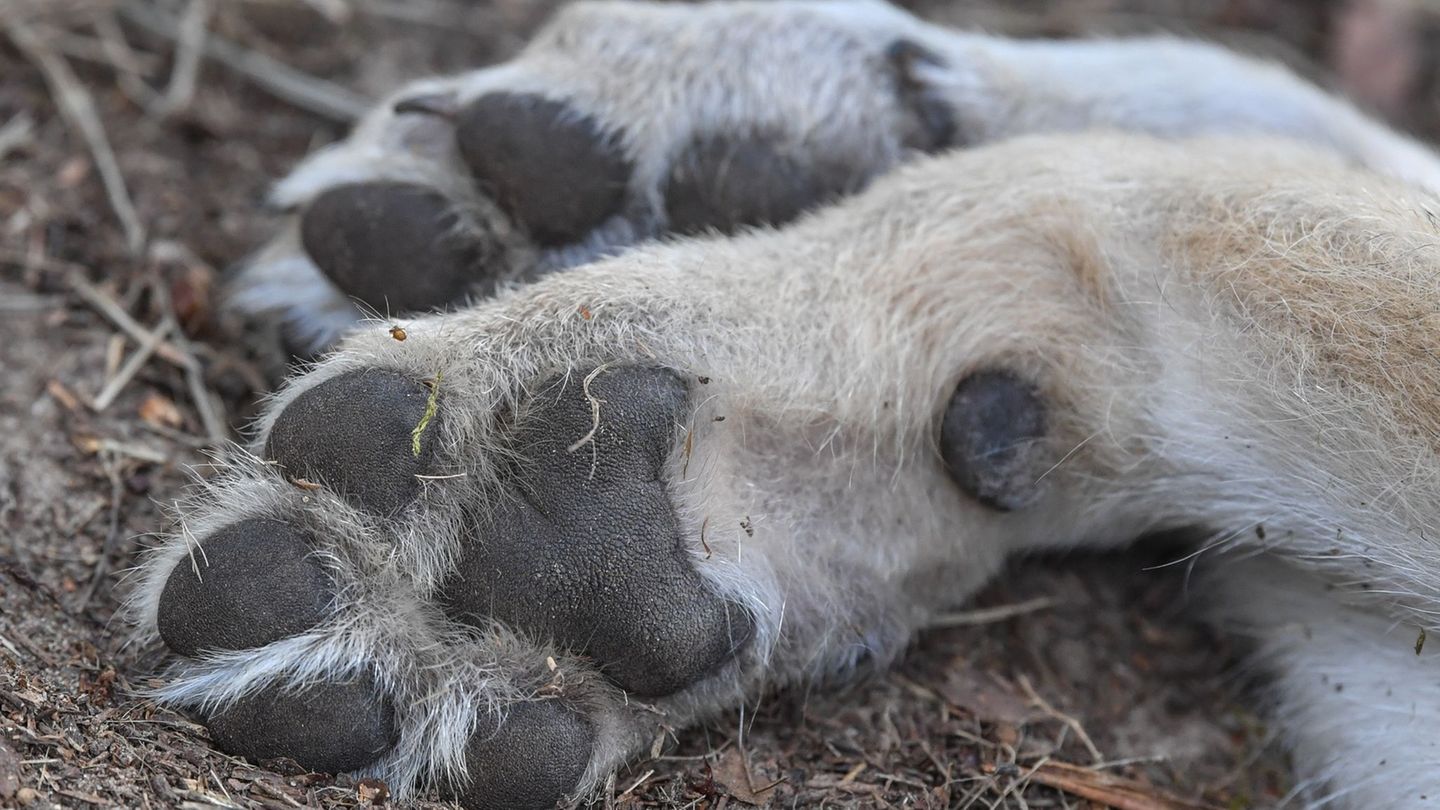 Tierschutz: Naturschützer wegen erschossenen Wolfs bestürzt