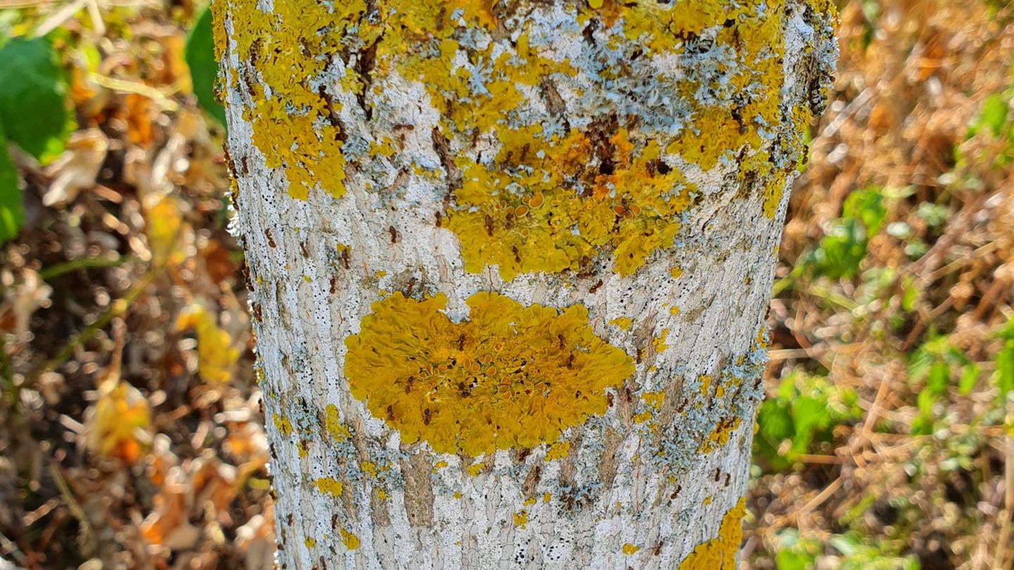 Genervte Anwohner: Weitere invasive Ameisenart im Südwesten unterwegs