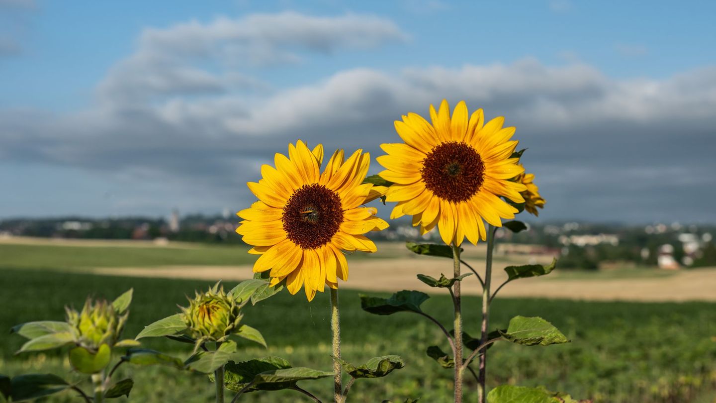 Wetter: Regnerischer Wochenstart nach heiteren Sommertagen