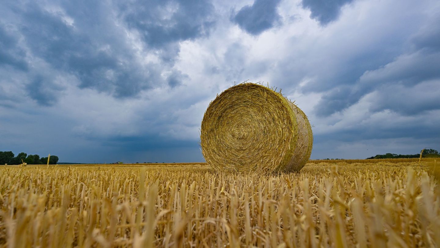 Wetter: Bauernverband: Regen kommt für Sonnenblumen gerade richtig
