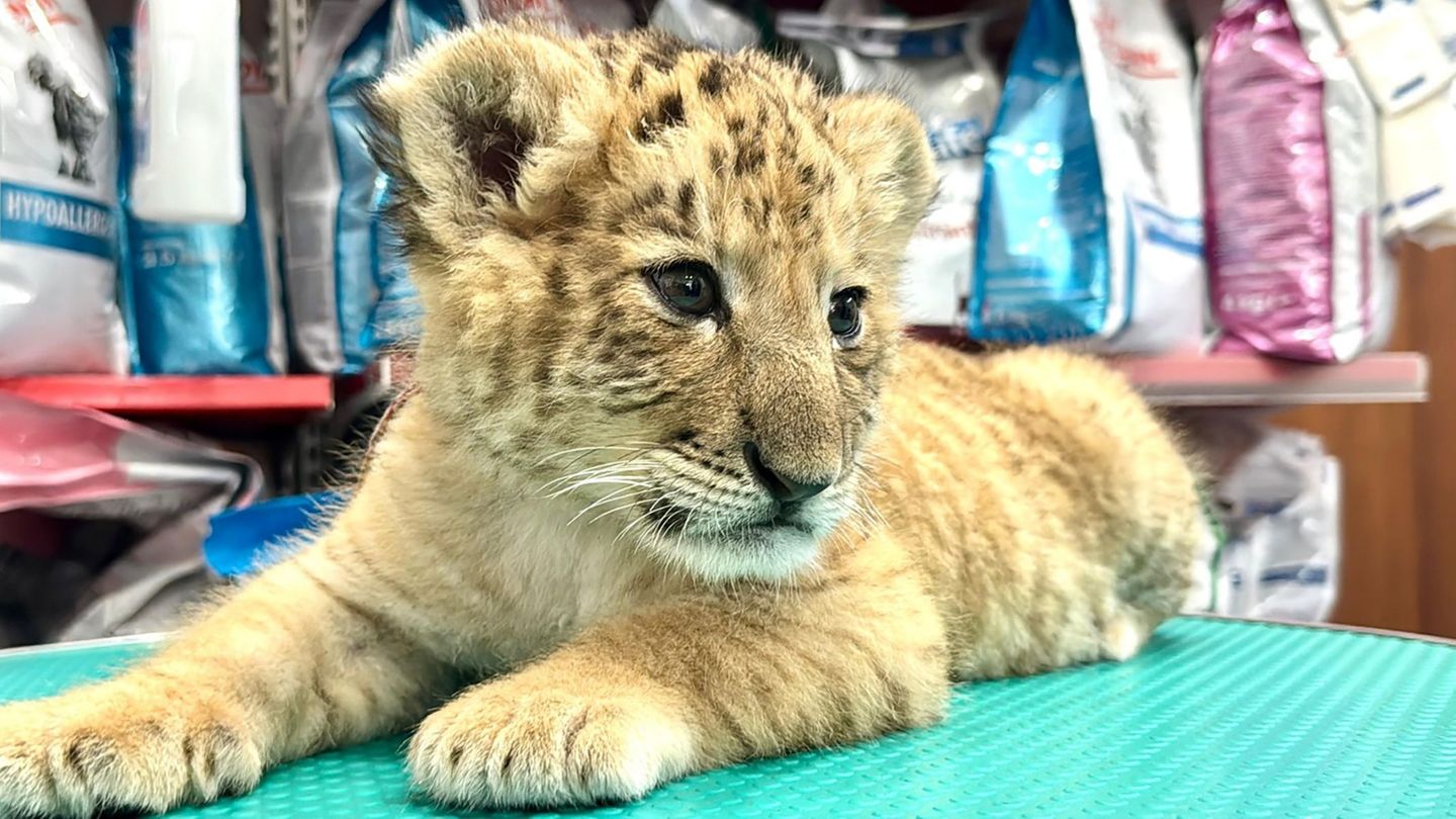 Seltene Kreuzung: Hybrid aus Löwe und Tiger: Liger in rumänischem Zoo geboren