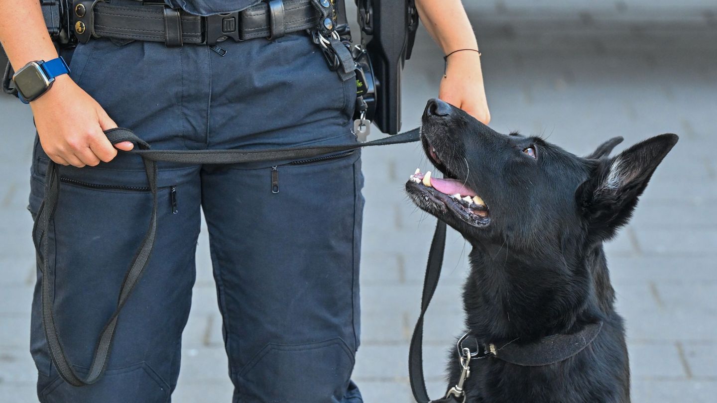 Polizei: Spürhunde erschnüffeln über 110.000 Euro bei Durchsuchungen