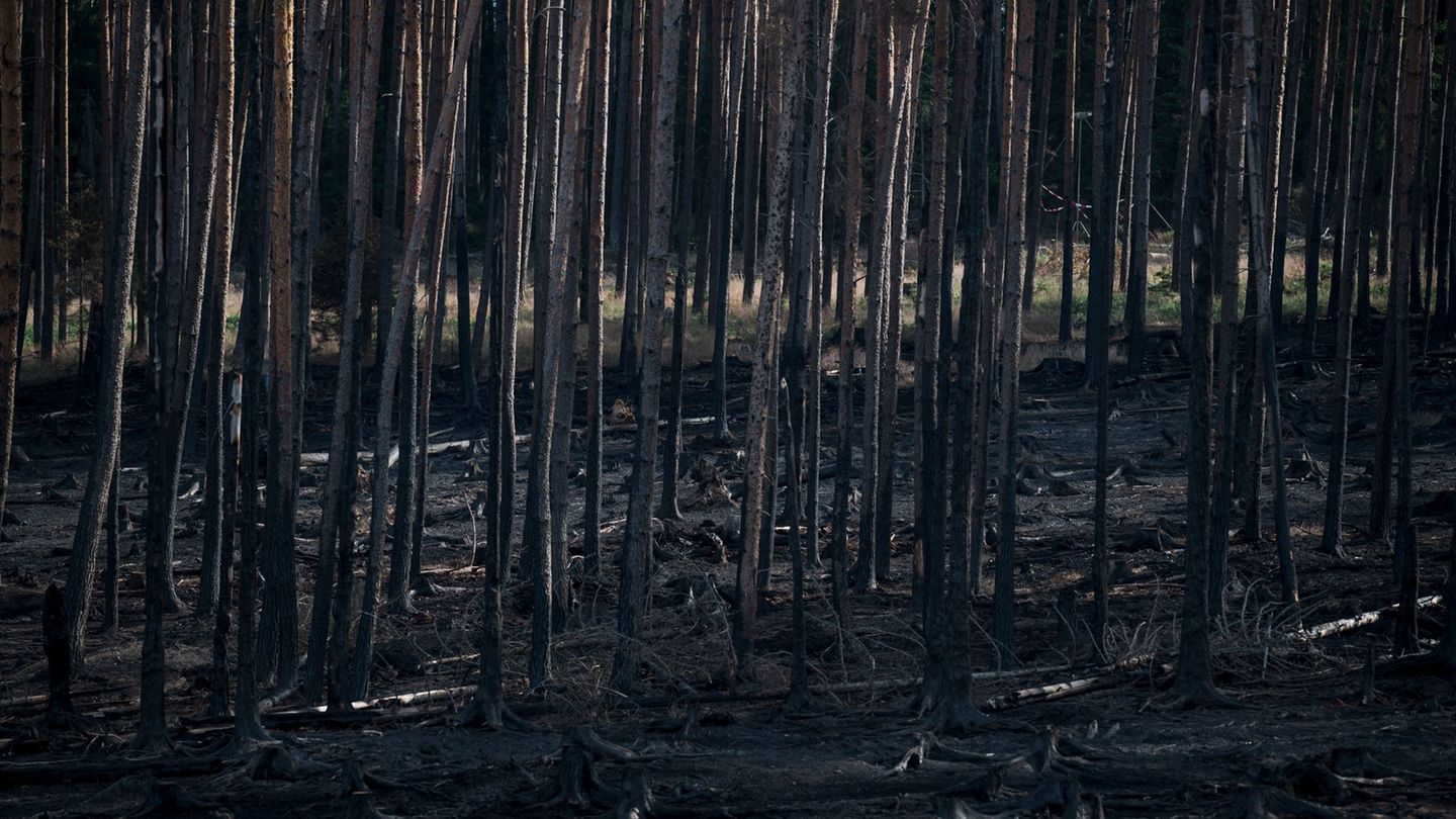 Waldbrand: Brand auf Saalfelder Höhe gelöscht