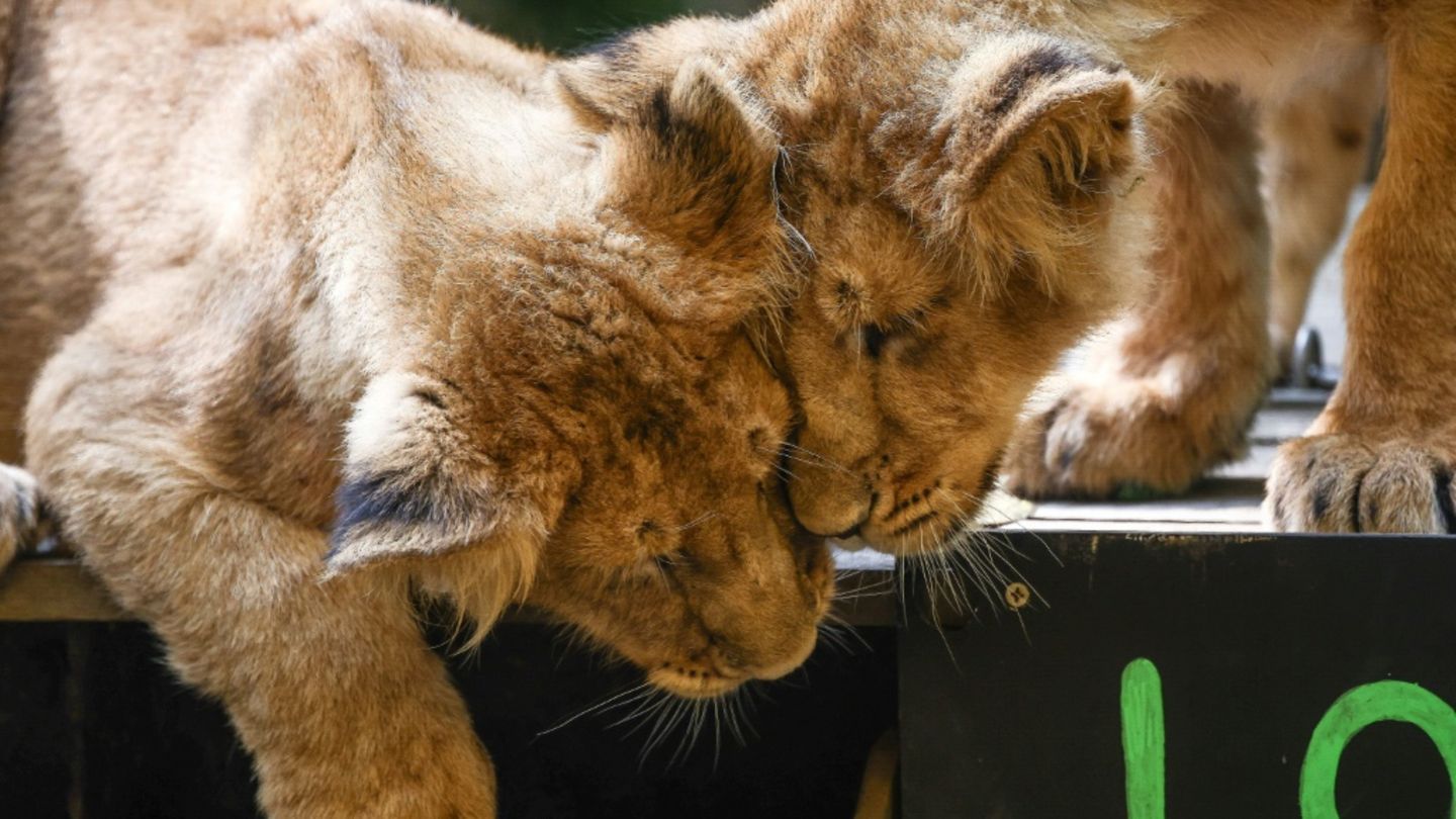Kölner Zoo verteidigt umstrittene Einschläferung von Löwenjungen
