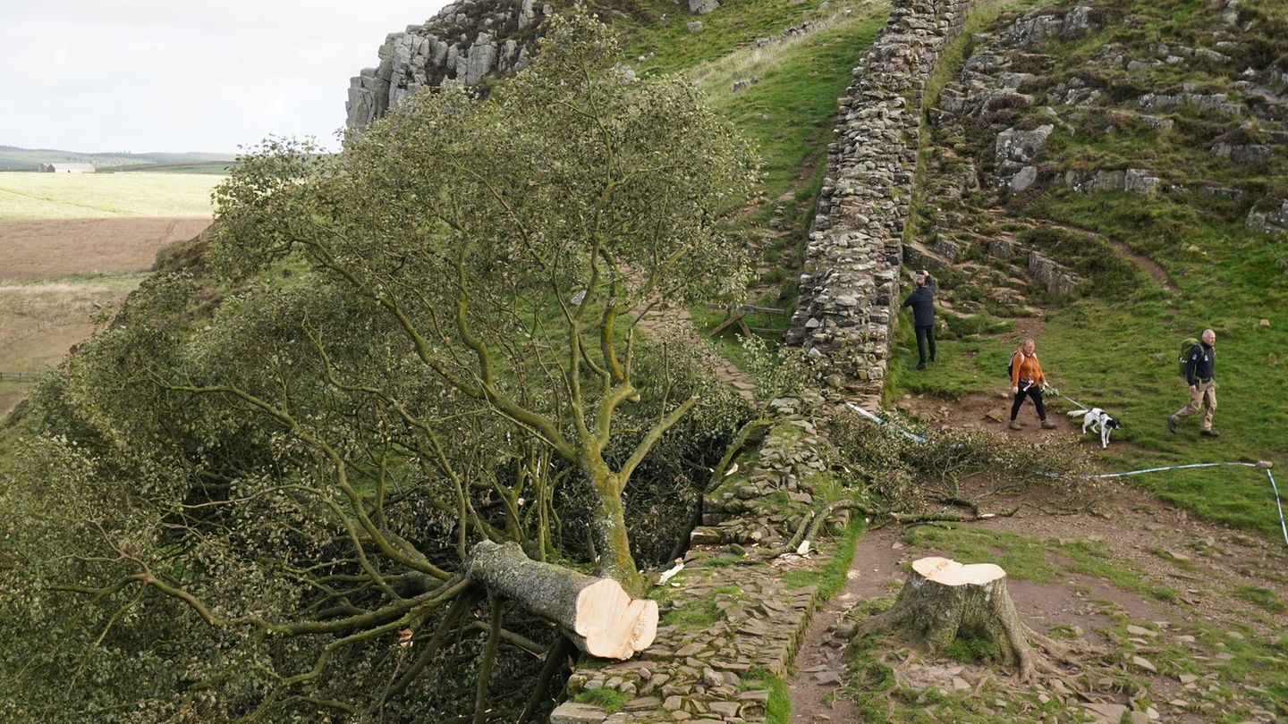 Kriminalität: „Robin-Hood-Baum“ gefällt: Täter müssen jahrelang in Haft