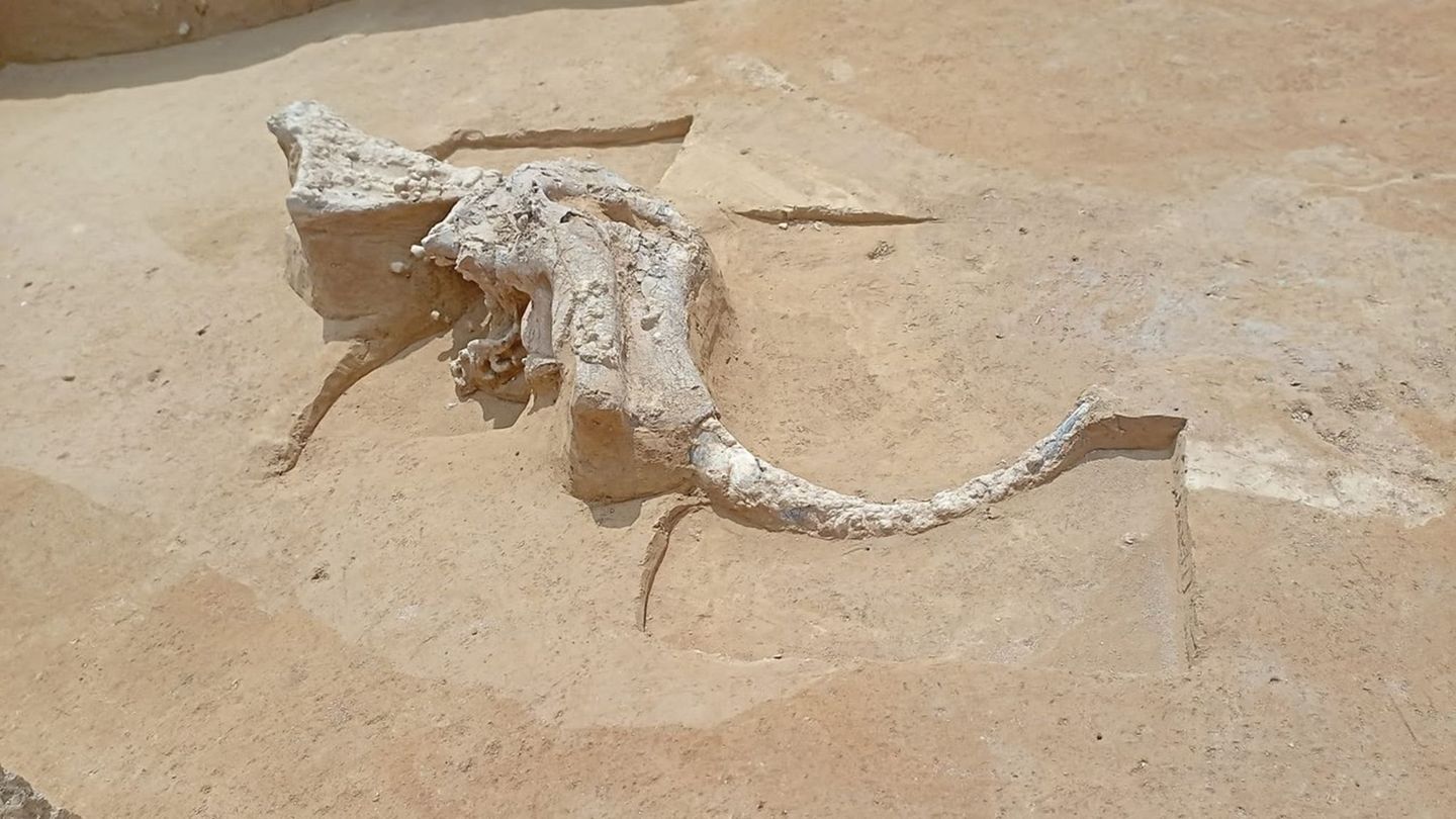 Archäologischer Fund: Weiterer Mammutzahn auf Suedlink-Baustelle entdeckt