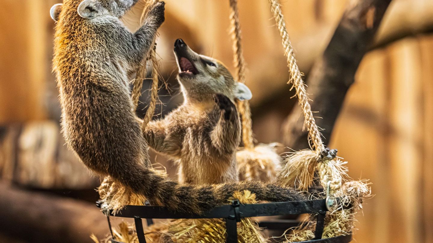 Tiere: Opel-Zoo zeigt Nachwuchs der Weißrüssel-Nasenbären