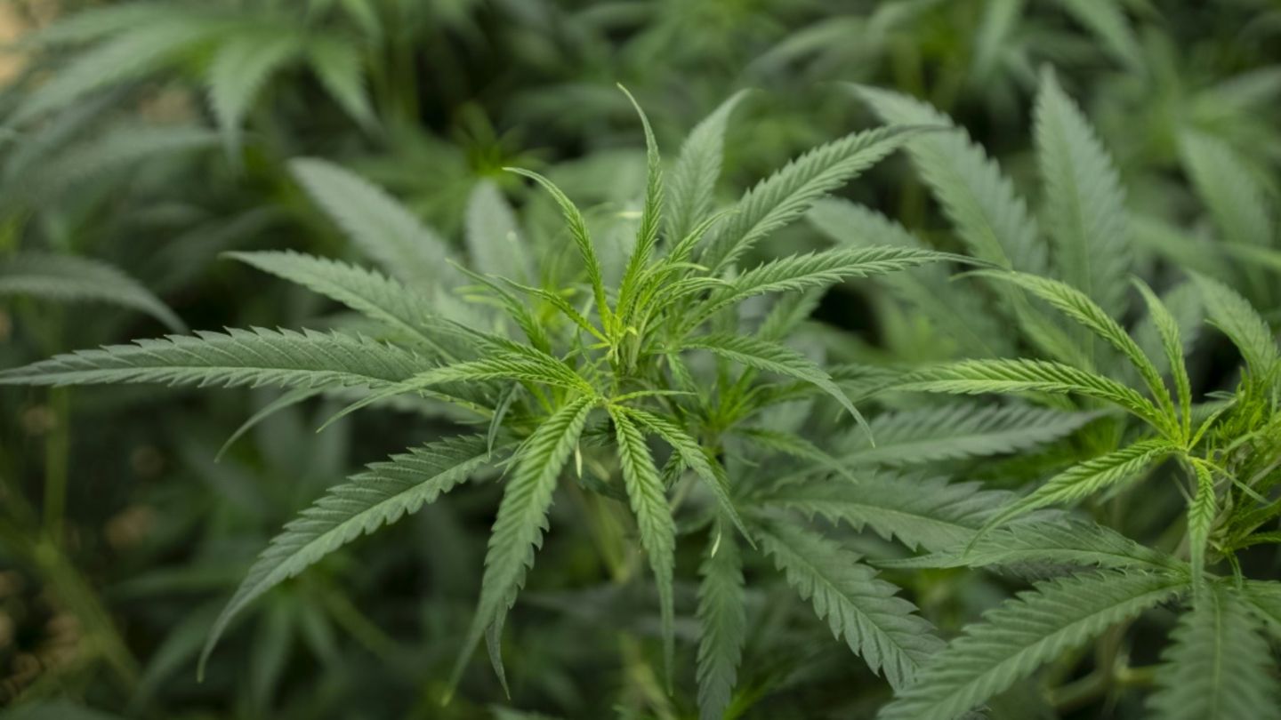 KKH: Mehr psychische Verhaltensstörungen seit Teillegalisierung von Cannabis
