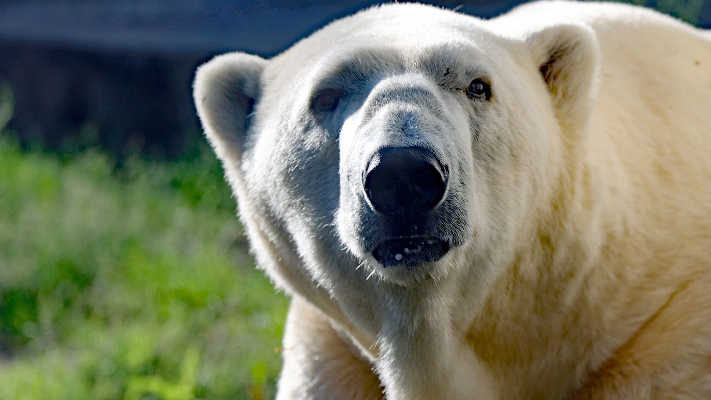 Zoo: Eisbär-Papa Kap eingeschläfert