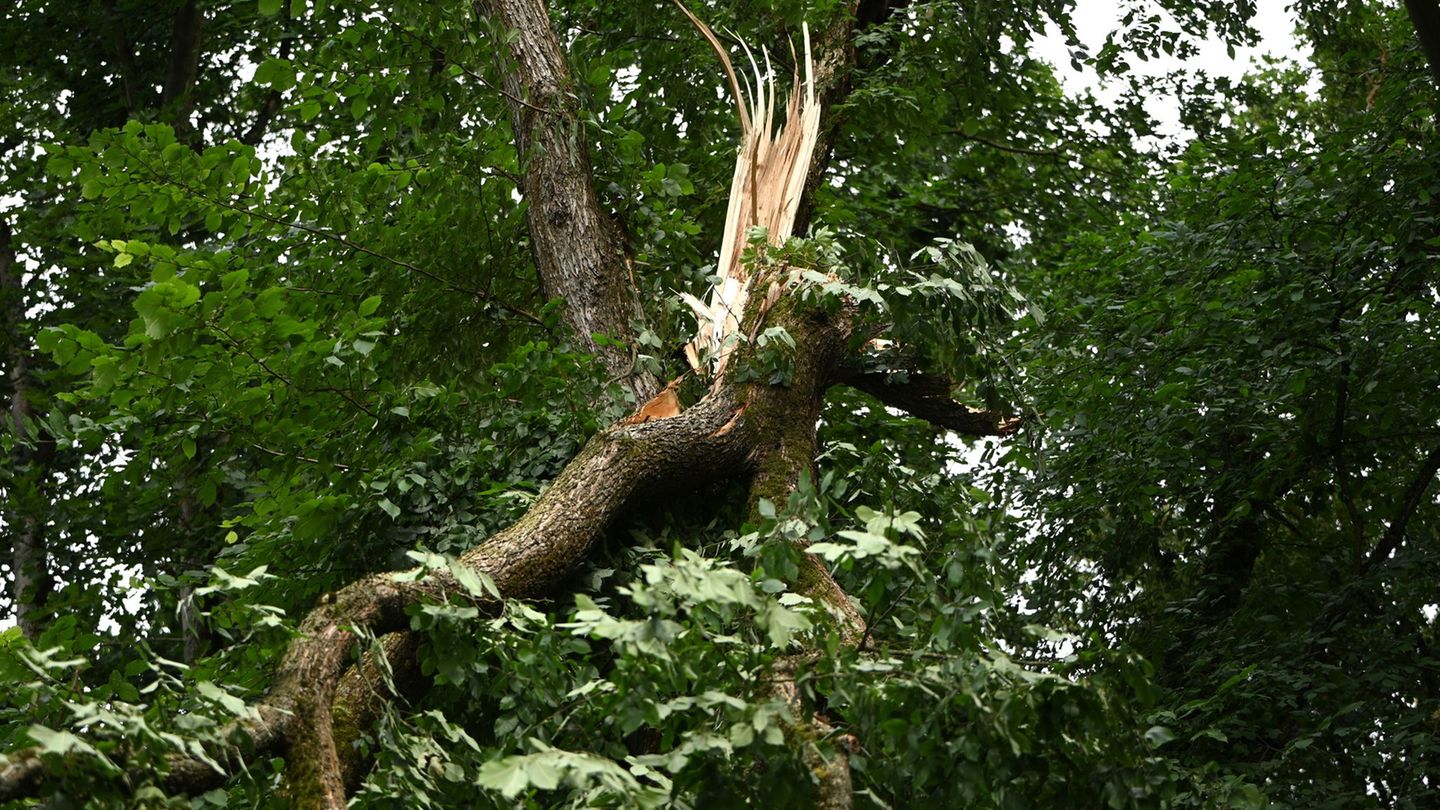 Wetterfolgen: Tegeler Hafenfest wegen Sturmschäden abgesagt