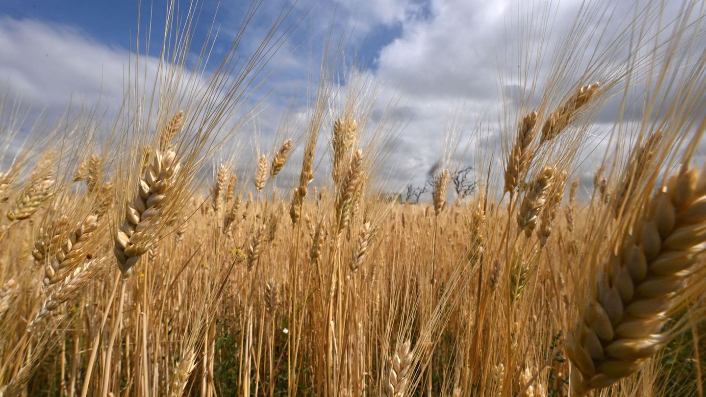 Landwirtschaft: Trotz guter Ernte: Bauern-Kampf mit Preis und Wetterschaukel