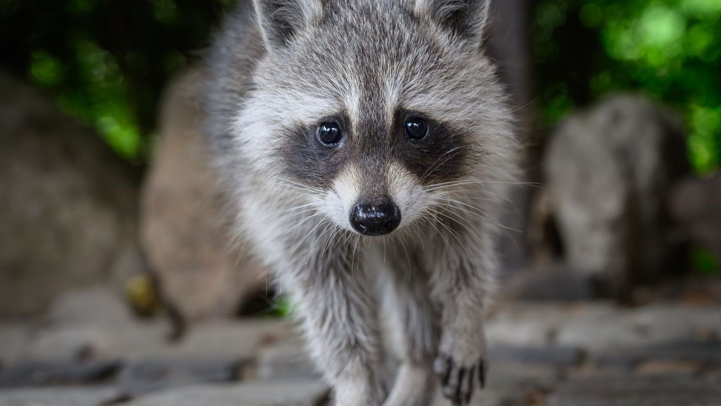 Invasive Art: Zorro auf dem Vormarsch: Waschbär wird zum Problembär