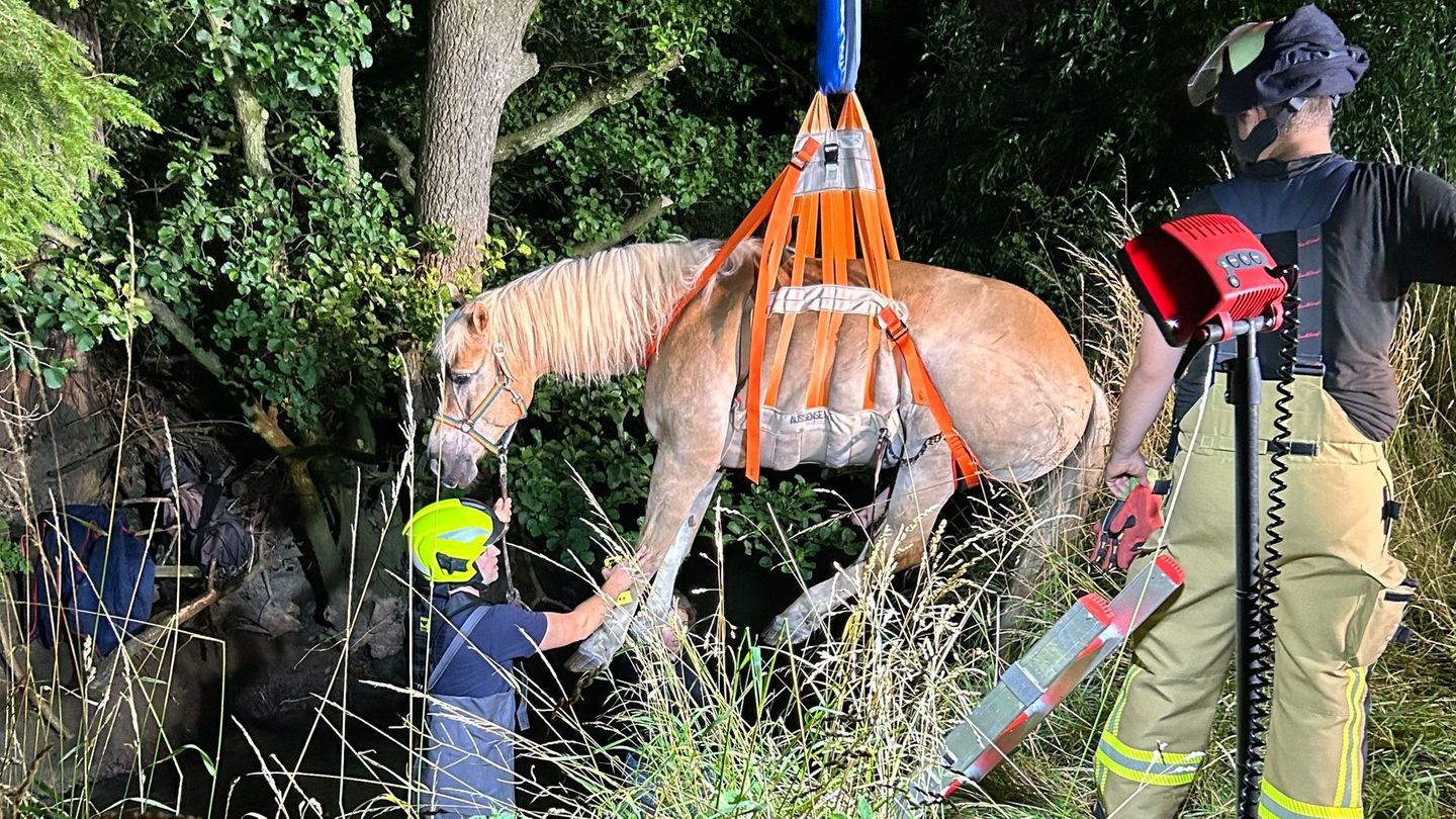 Knöcheltief im Wasser: Feuerwehr rettet Pferd aus Bachlauf