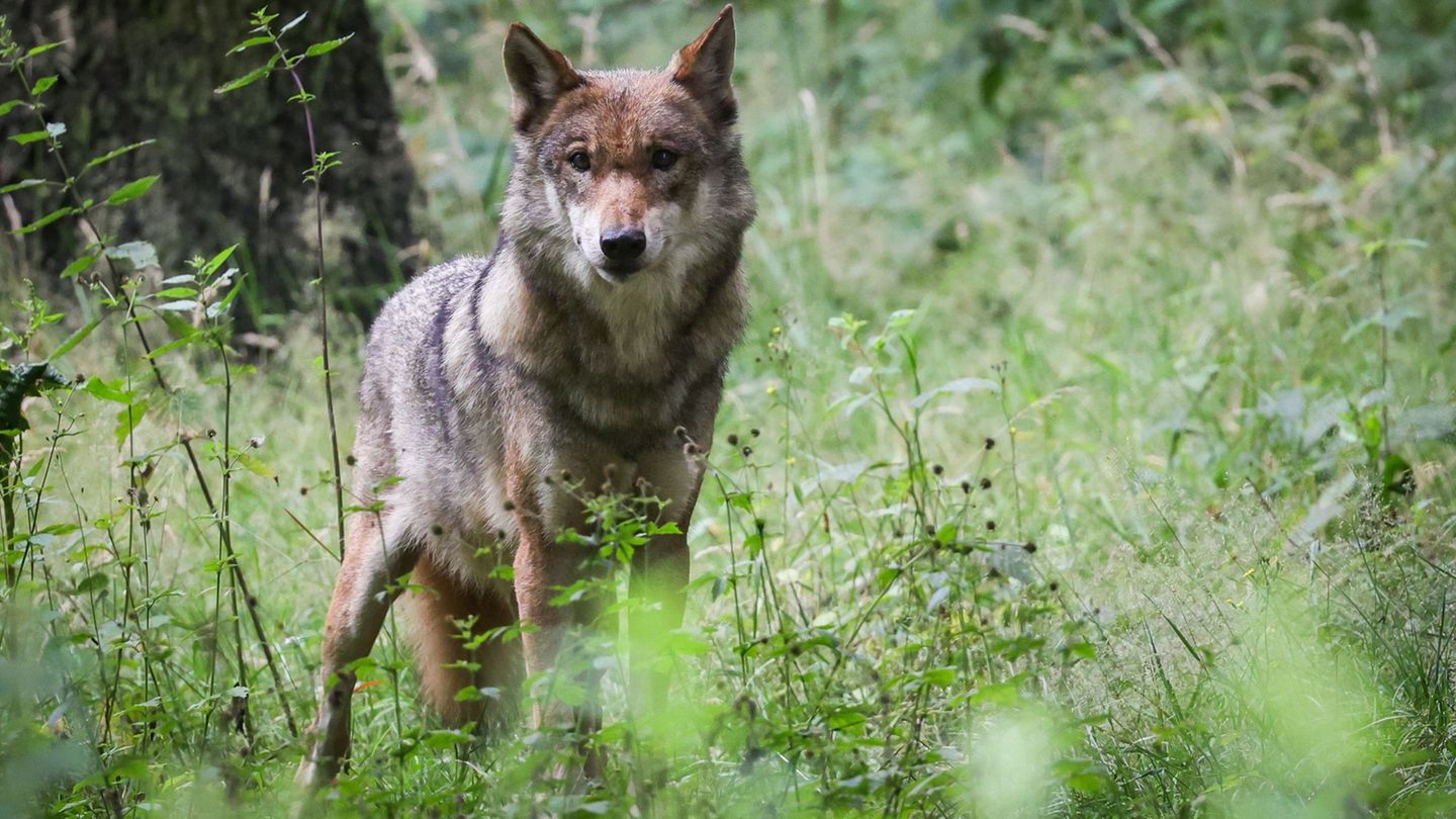 Unfall: Wolf im Kreis Segeberg tot gefahren
