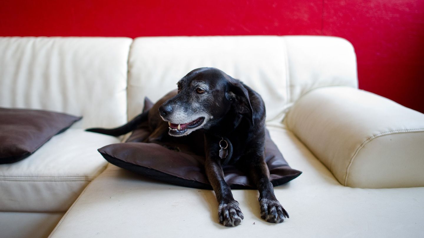 Dog-TV und Co: TV für Hunde? – Was Vierbeiner vor dem Bildschirm erleben