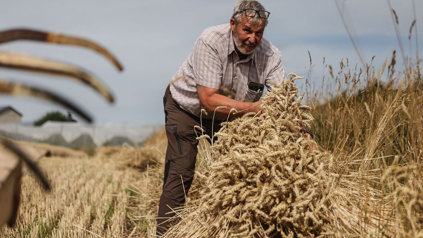 Landwirtschaft: Getreideernte: Mähdrescher unterwegs