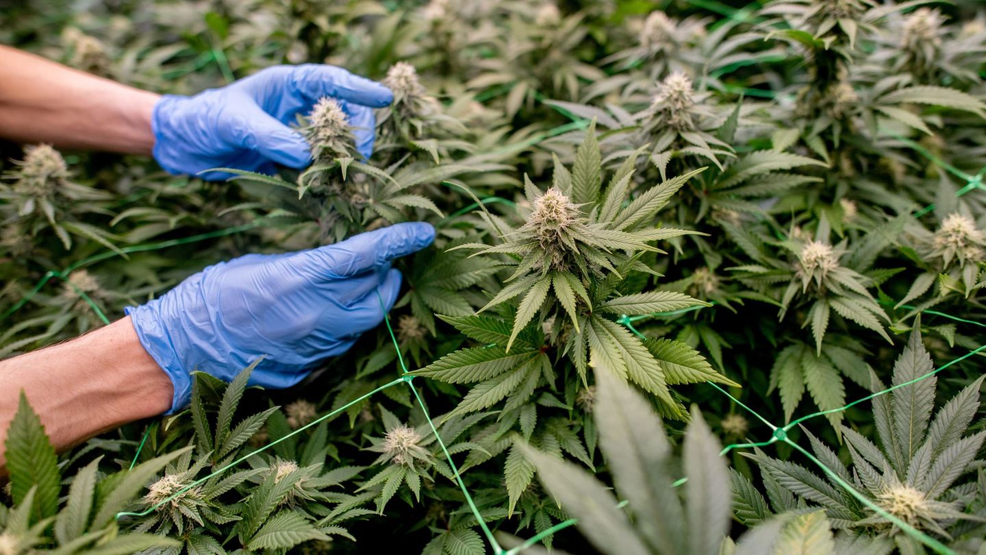 Cannabis: Fast 300 Cannabis-Clubs in Deutschland genehmigt