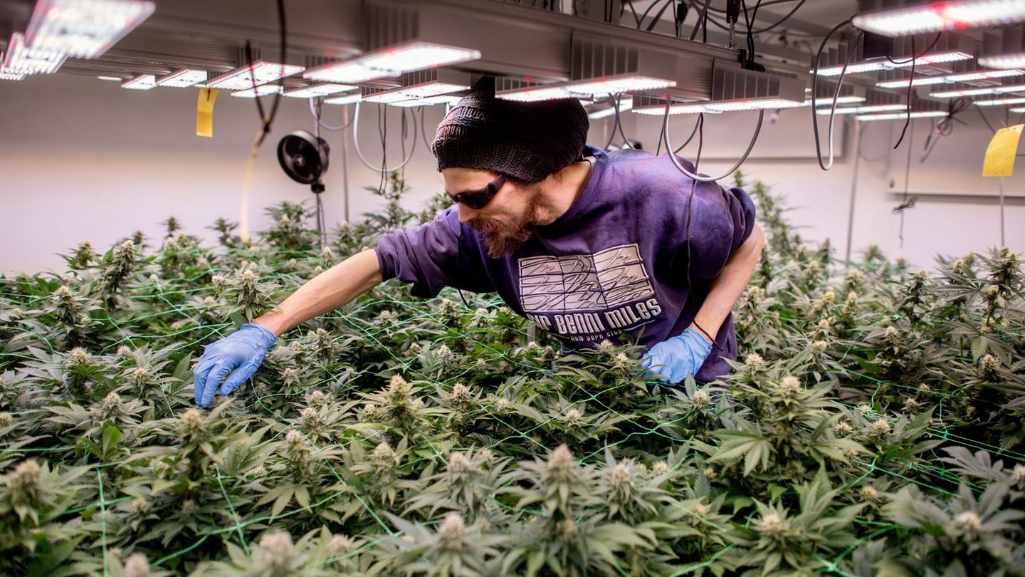 Bundesländer im Vergleich: Nur NRW hat mehr Cannabis-Clubs genehmigt als Niedersachsen