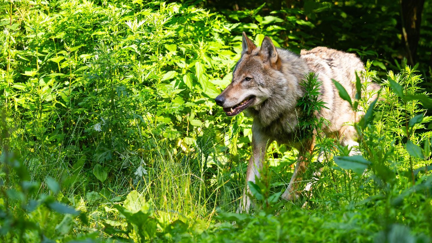 Attacke am frühen Morgen: Wolf reißt mutmaßlich Schafe auf Gnadenhof in der Heide