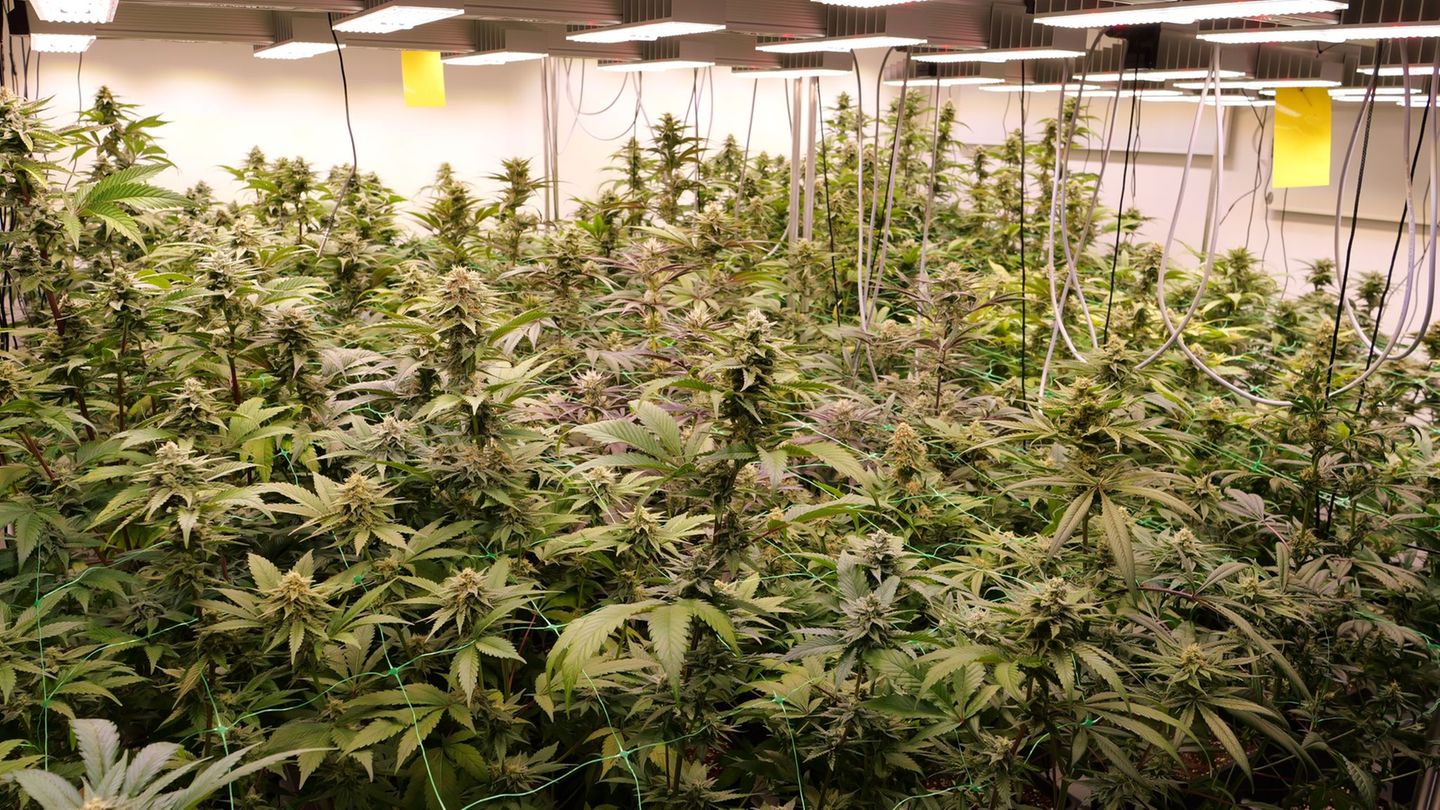 Cannabis: Genehmigungen von Cannabis-Clubs: vier Klageverfahren