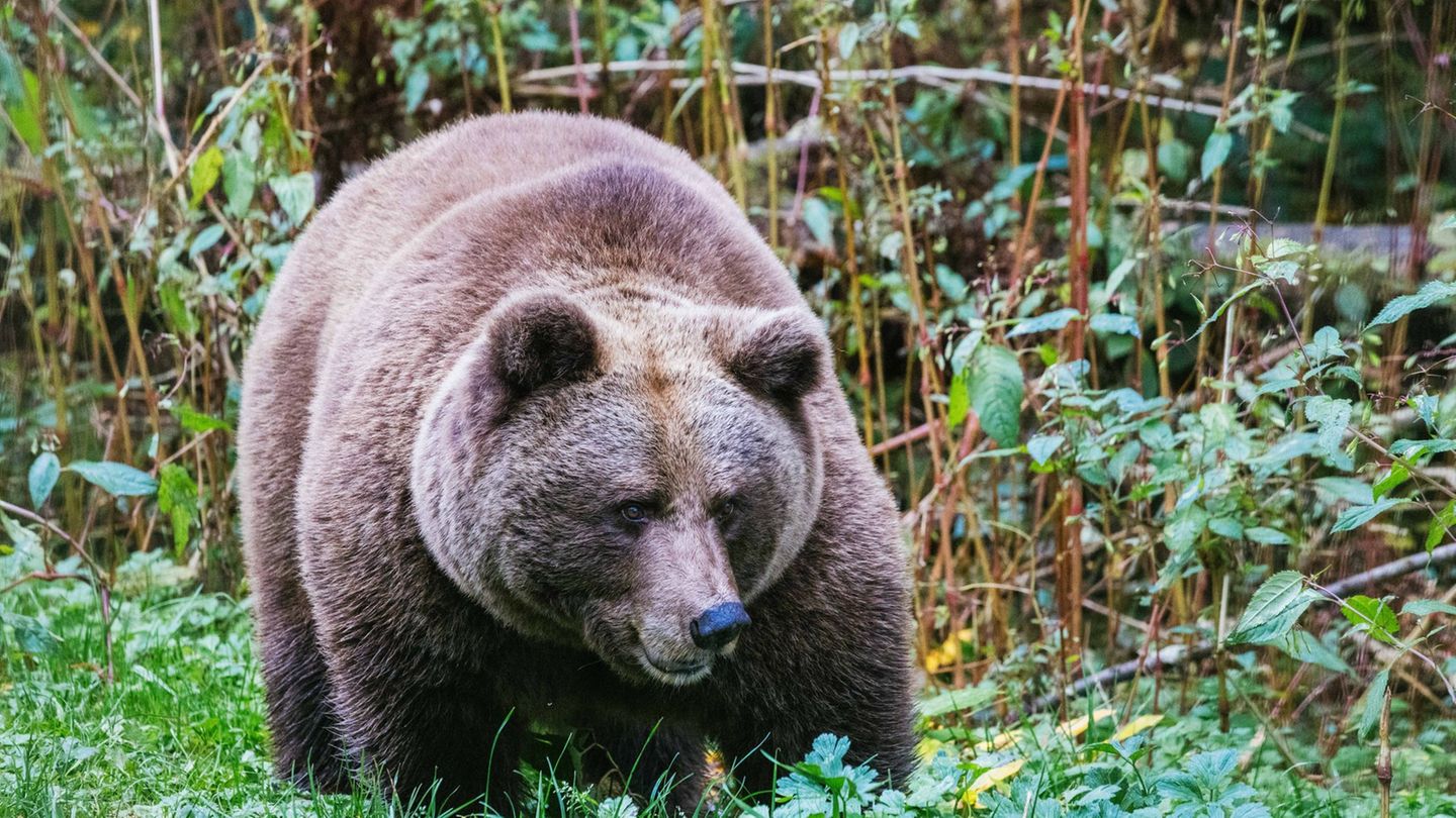 Nach Überfall auf Jogger: „Problembärin“ Gaia auf Weg in Schwarzwald