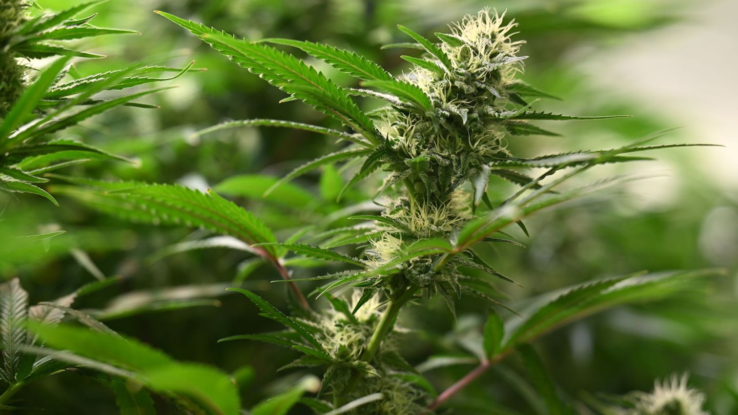 Cannabis: 27 Cannabis-Clubs in Rheinland-Pfalz genehmigt