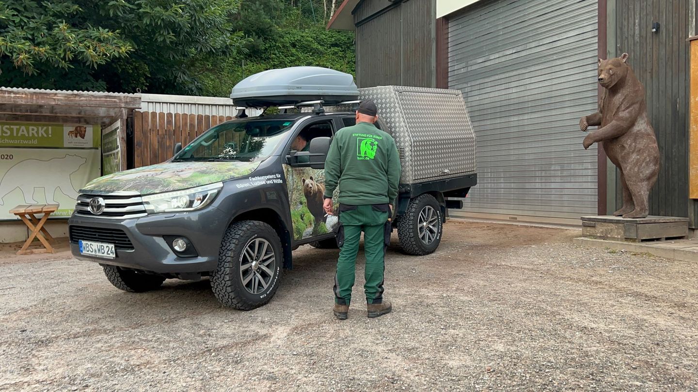 Problembärin: Wildbärin Gaia im Bärenpark angekommen