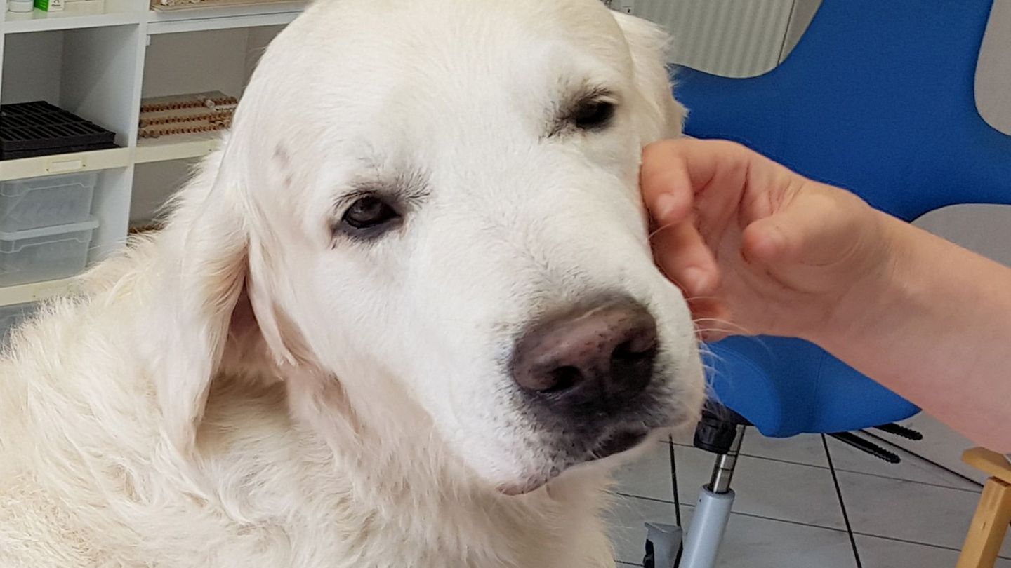 Doppel-Blind-Studie: Trainierte Hunde können Parkinson erschnüffeln
