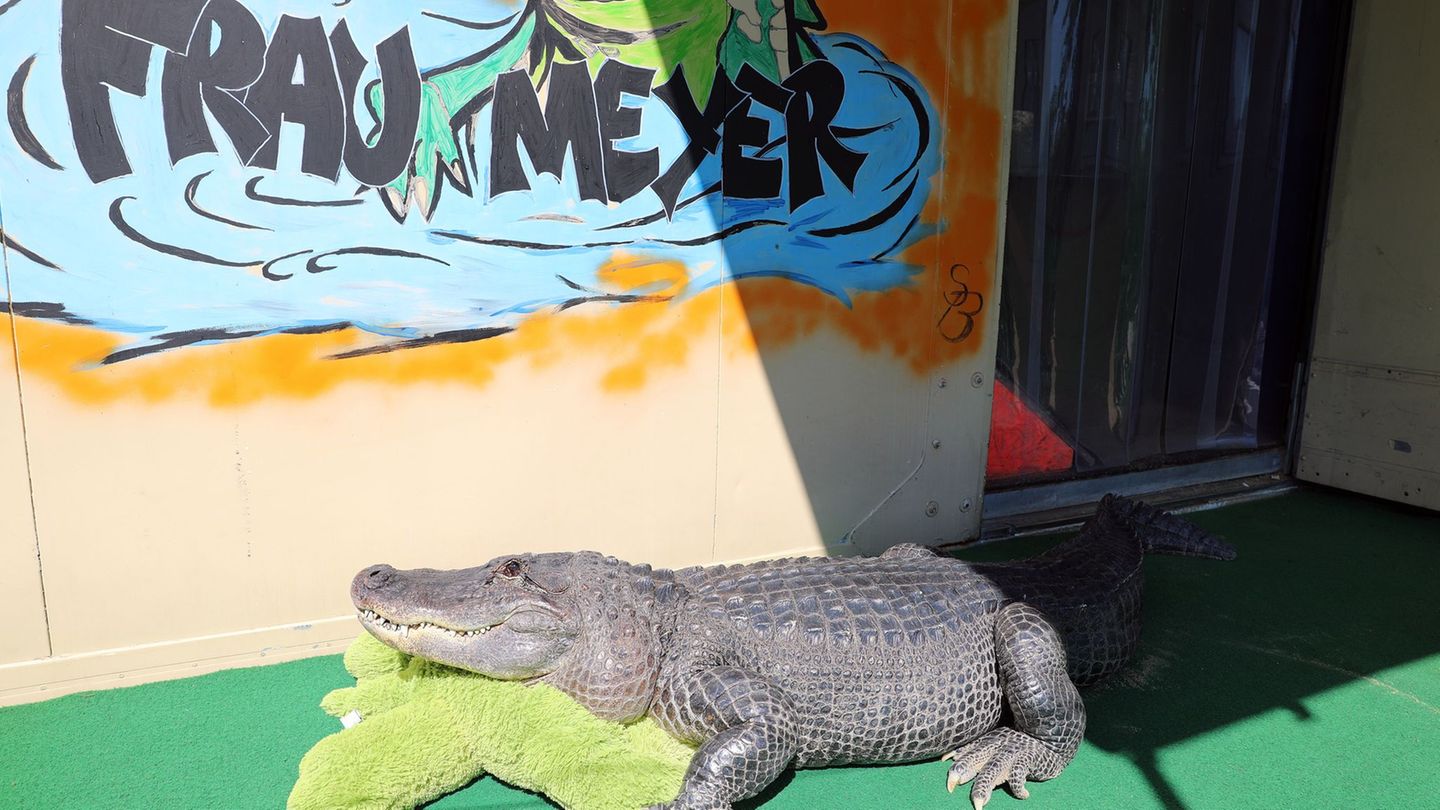 Exotisches Haustier: Krokodil im Garten – Mecklenburgs ungewöhnlichstes Haustier