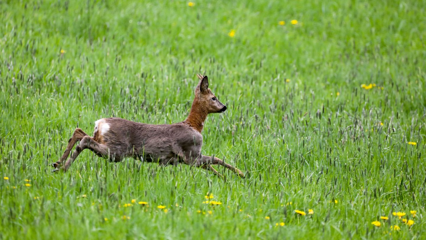 Natur: Jagdverband: Unfallgefahr durch liebestolles Rehwild