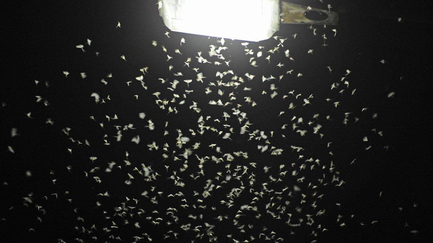 Studie in Baden-Württemberg: Straßenleuchten mit Blenden ziehen viel weniger Insekten an