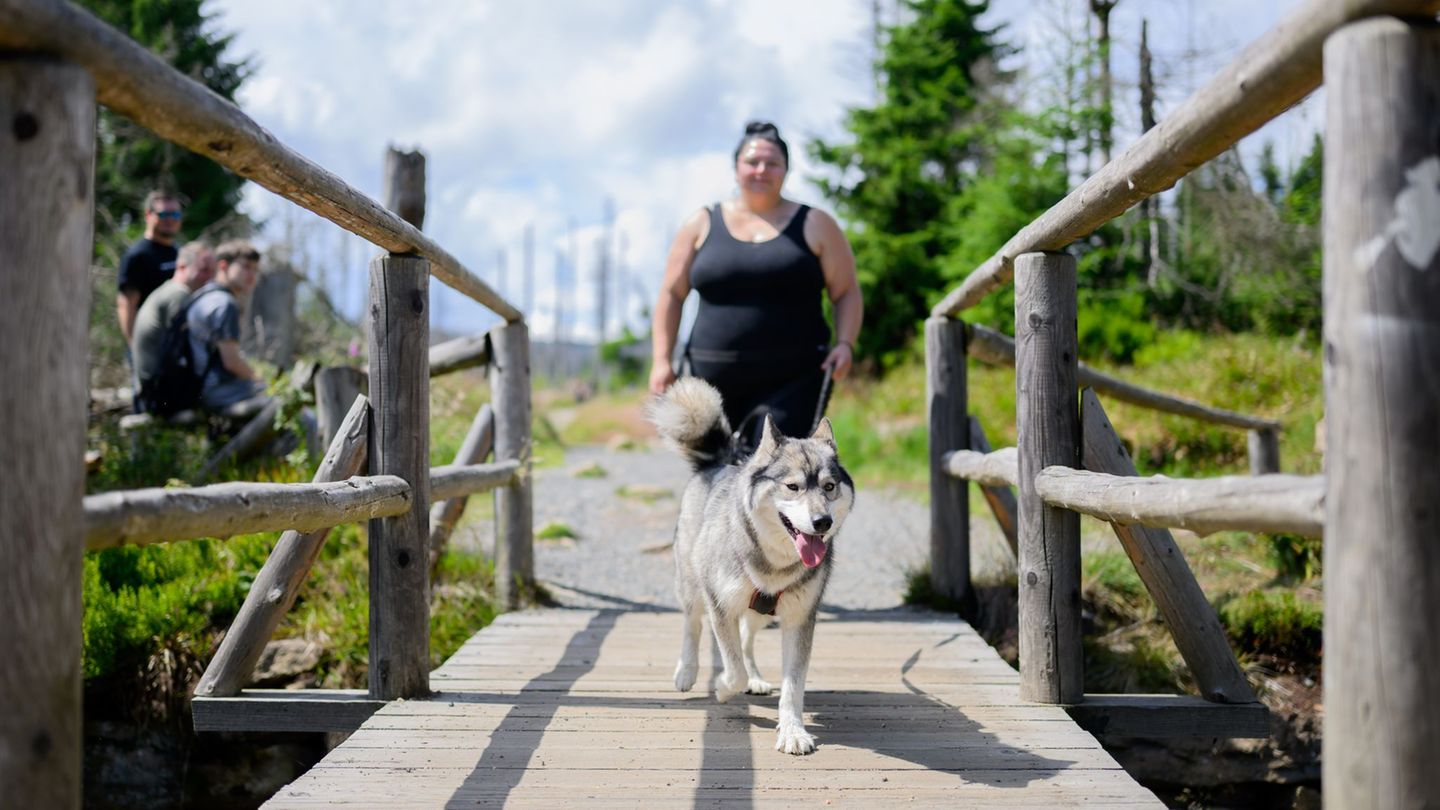 Wandern: Im Harz können Hunde Kaiser werden