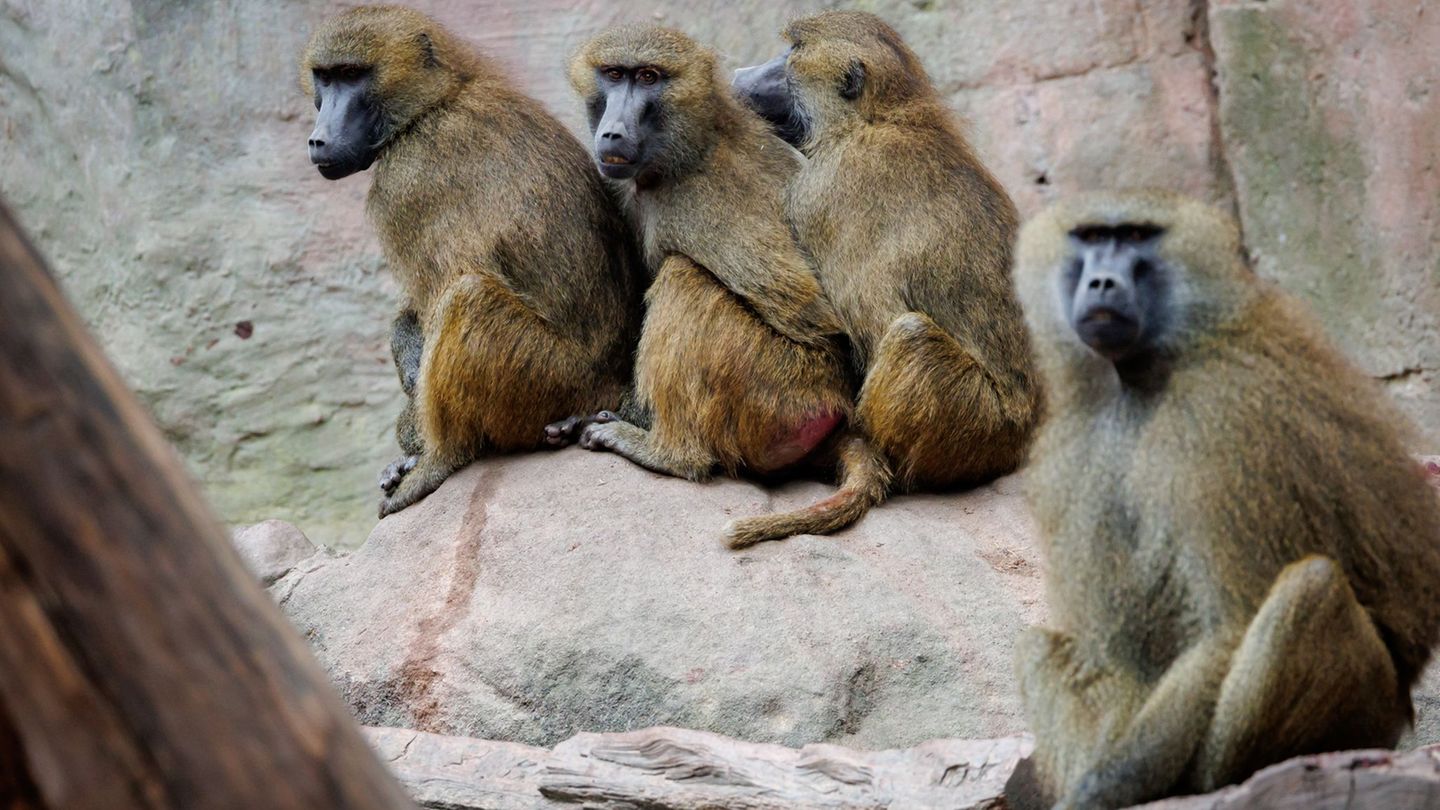 Zu viele Paviane: Tötung von Affen? Aktivisten ketten sich erneut am Zoo fest