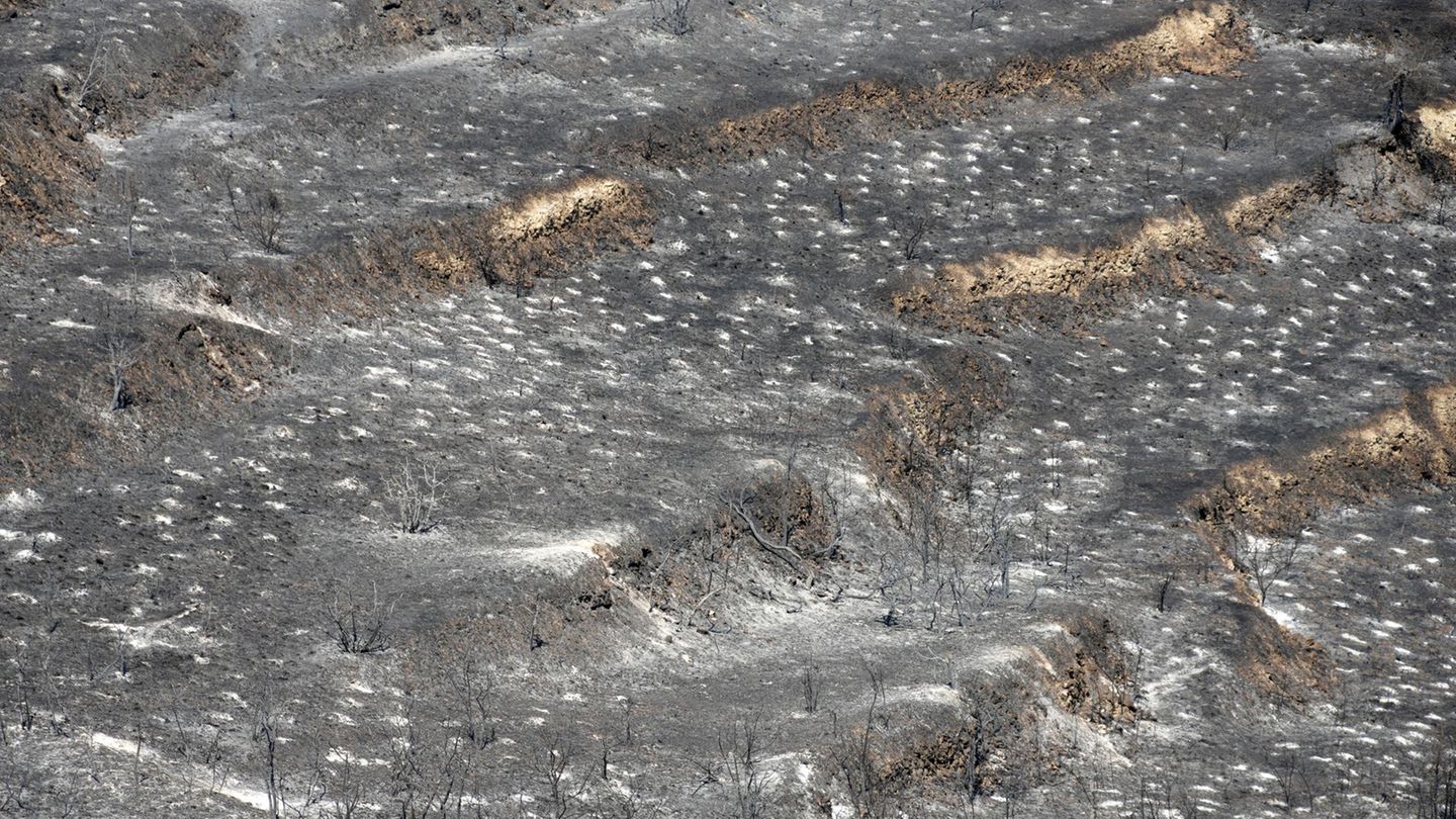 Umwelt: 120 Quadratkilometer Fläche auf Zypern verbrannt