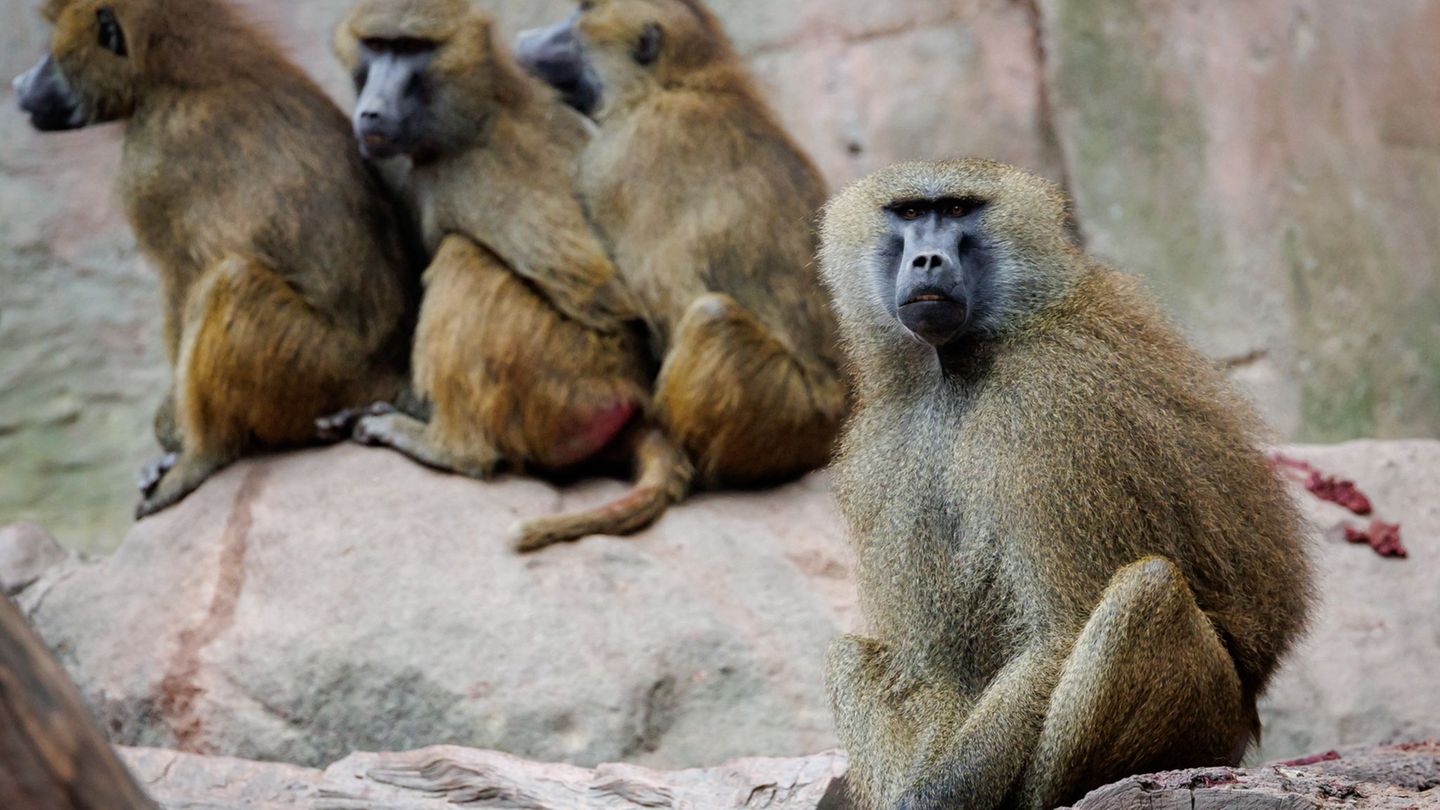 Zootiere: Protest gegen Pavian-Tötung – Aktivisten kleben sich fest