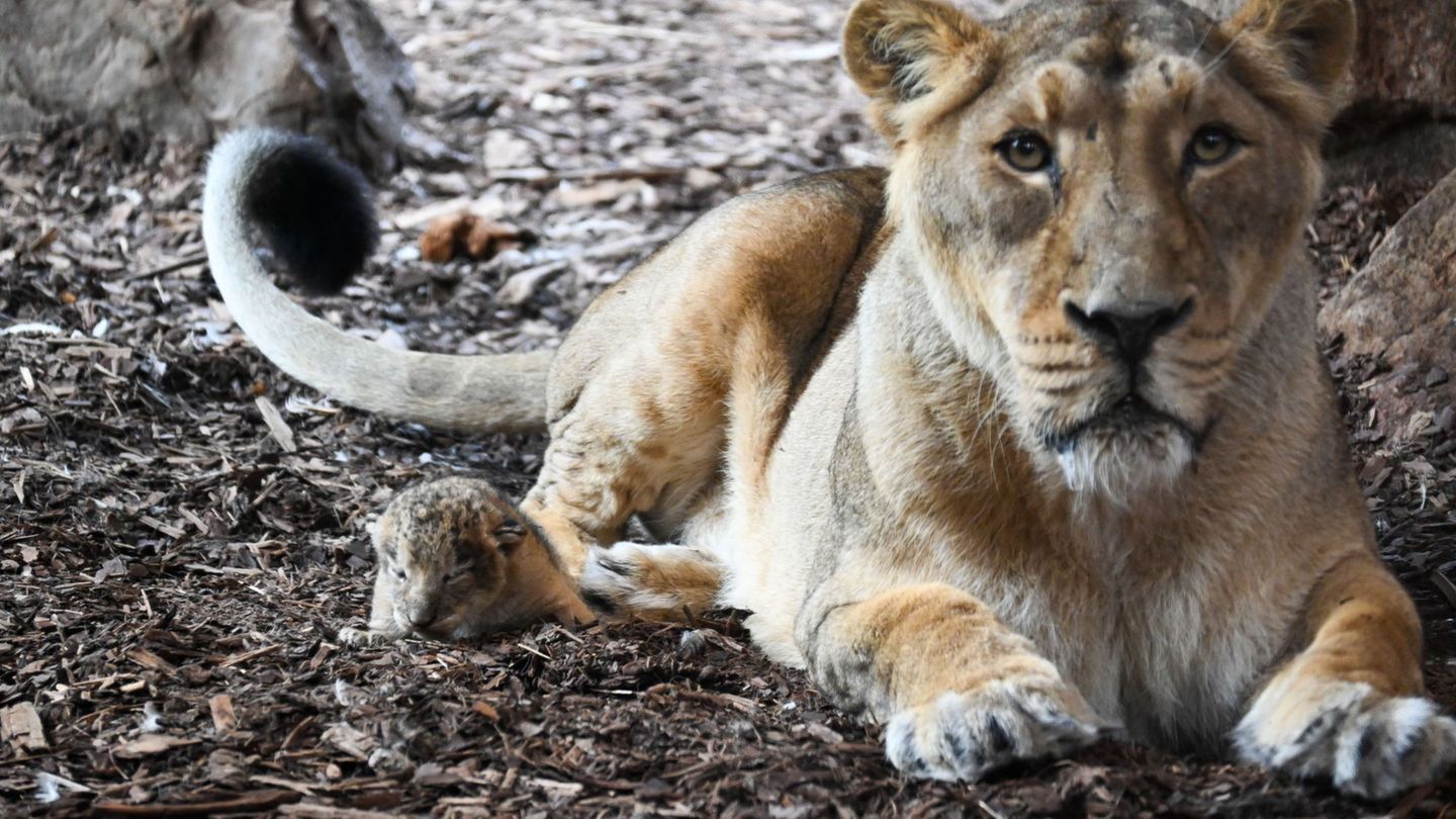 Tiernachwuchs: Erneut Löwen-Nachwuchs im Schweriner Zoo
