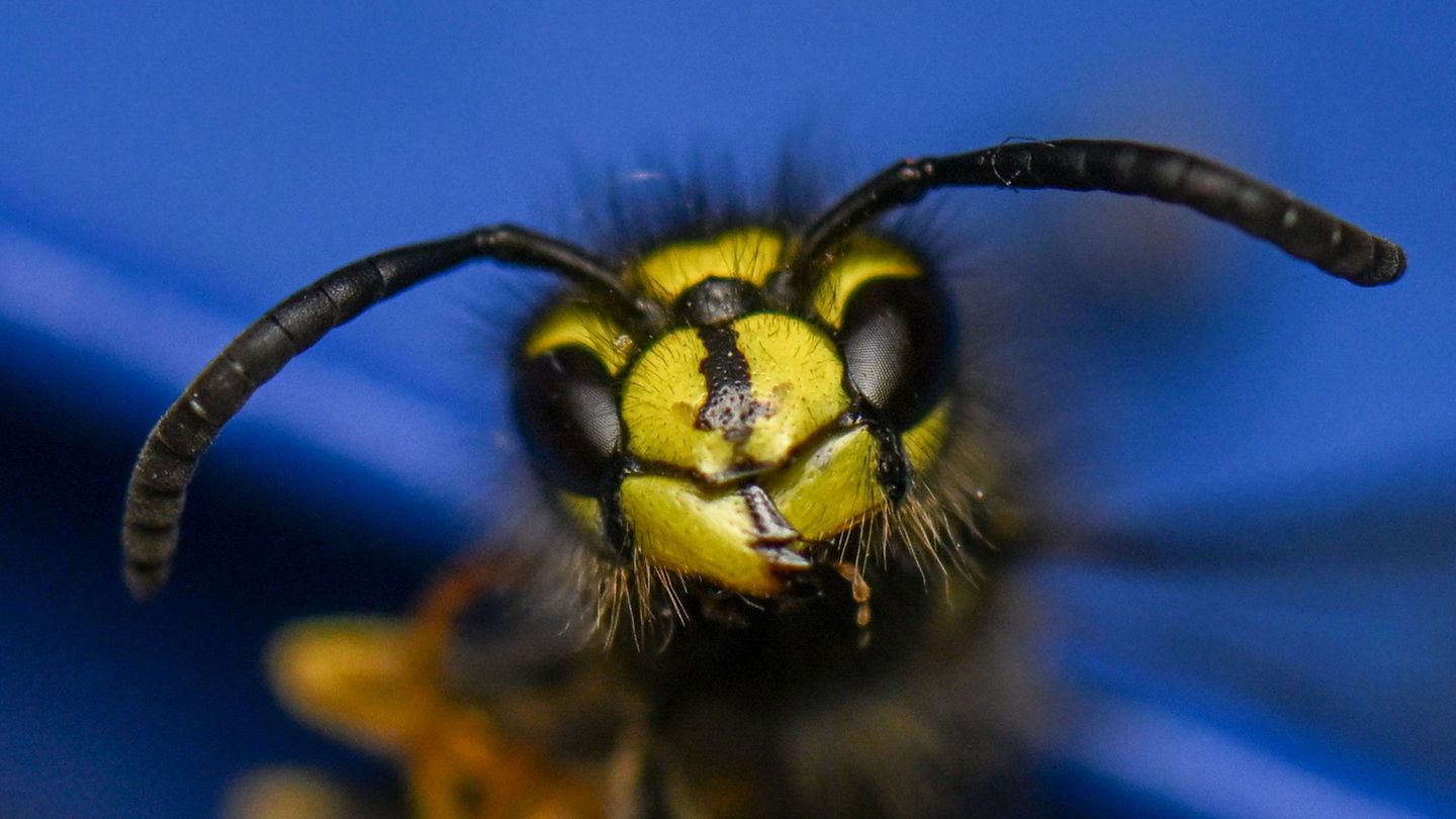Insekten: Experte: Wespen sind jetzt in Sachsen unterwegs