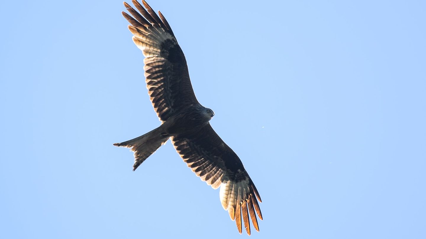 In Niederbayern: Jäger findet mehrere tote Vögel in Wald – Polizei ermittelt