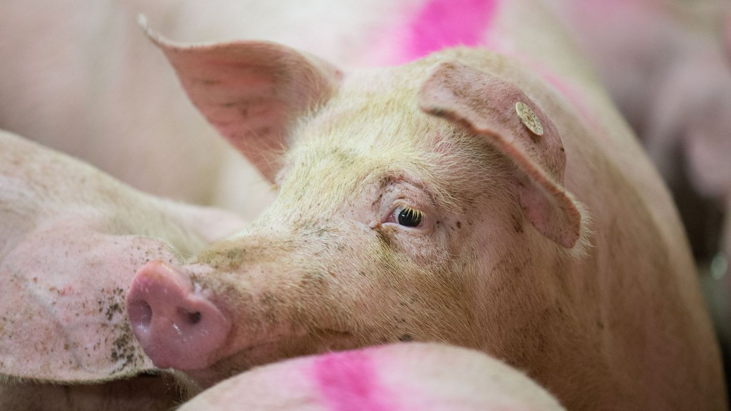 Tierschutz: Grüne fordern härtere Strafen gegen Tierquäler
