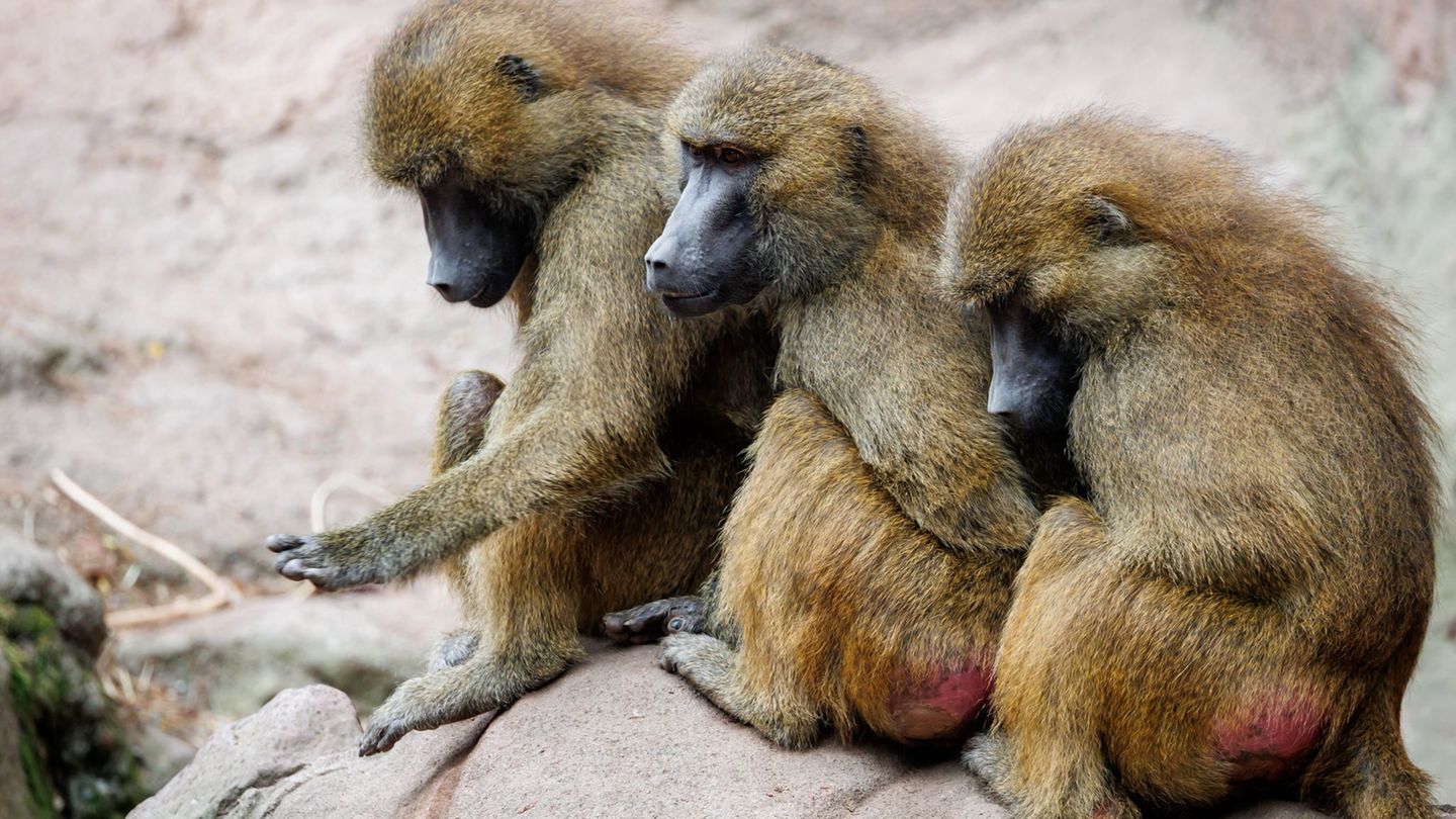 Debatte um Affen-Tötungen: NRW-Zoos: Pavian-Tötung in Nürnberg nachvollziehbar