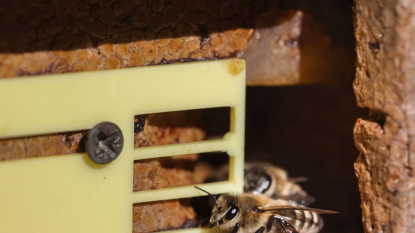Bienen: Verband: Der große Run aufs Imkern ist vorbei