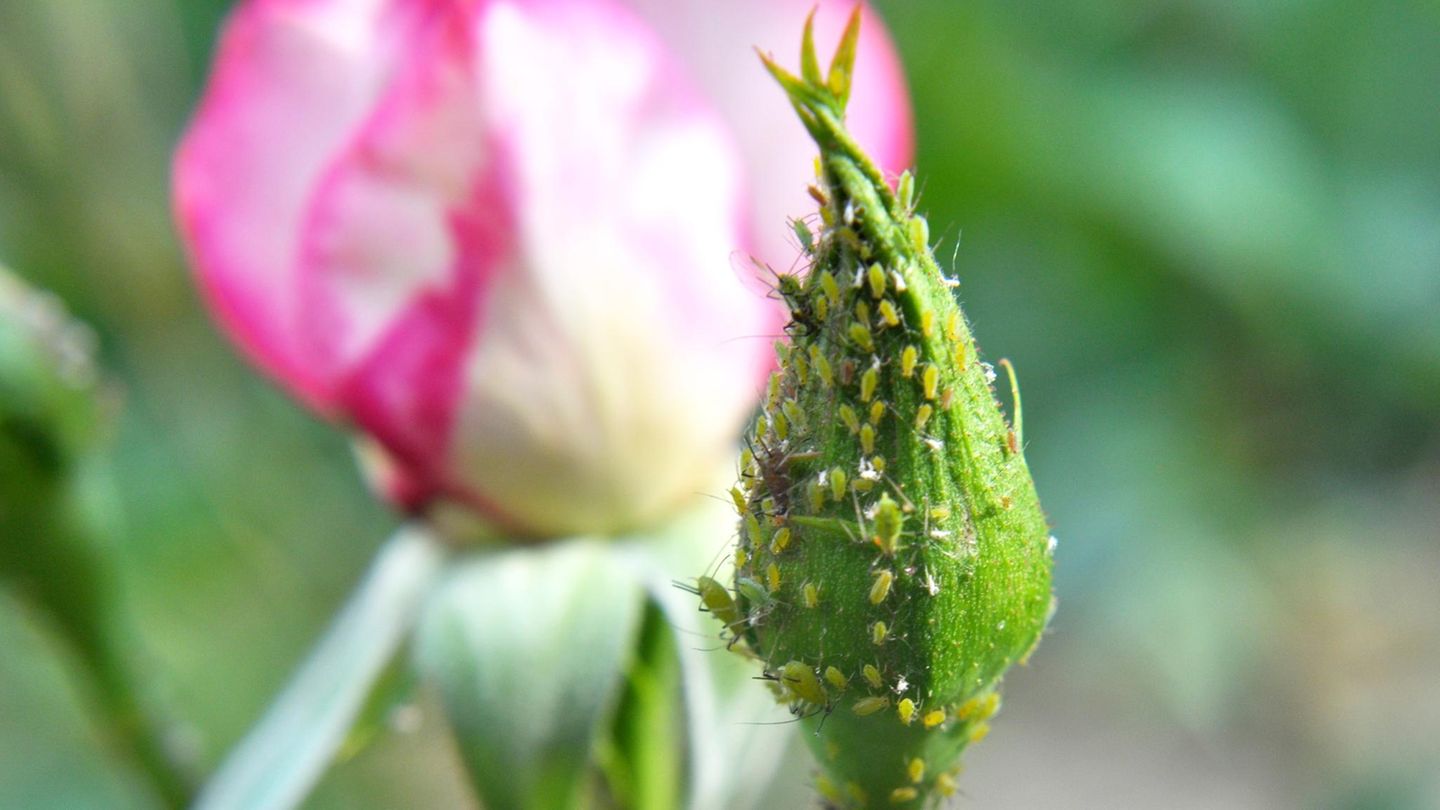Pflanzenschutz: Blattläuse auf Rosen bekämpfen: So reduzieren Sie den Befall