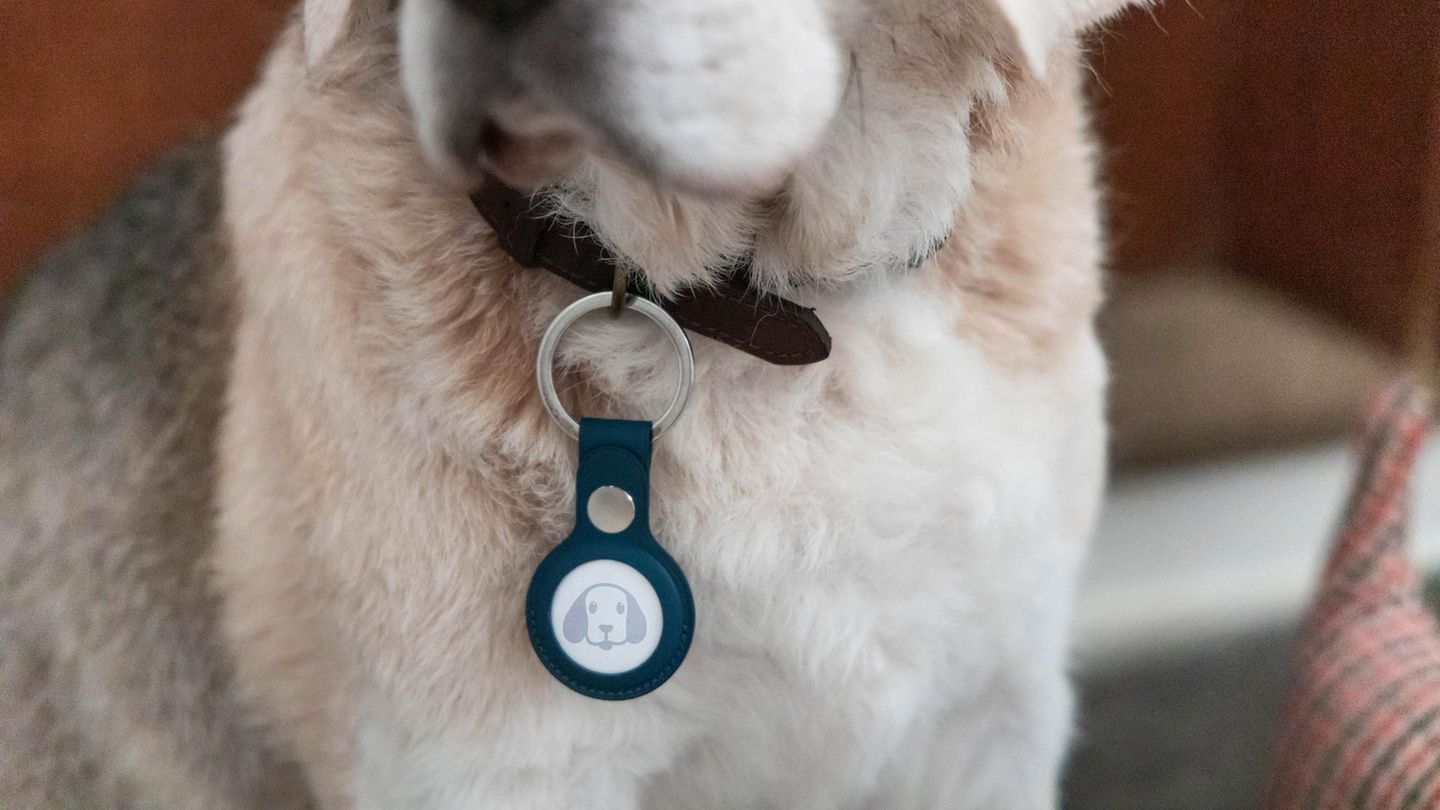 Prime Day Deal: Für Hunde und Koffer: Galaxy SmartTag 2 bei Amazon mit 57 % Rabatt