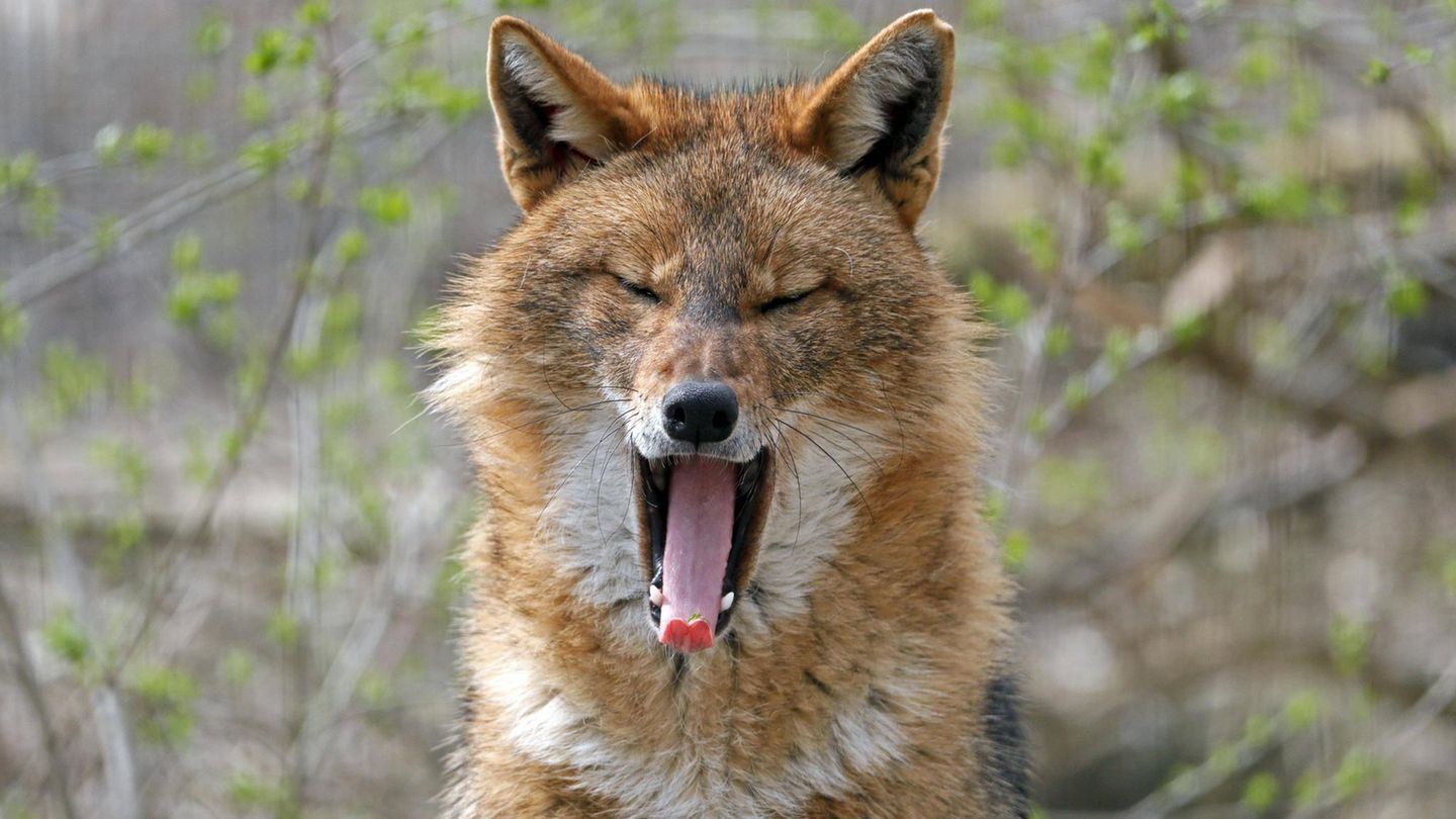 Eingewanderte Arten: Sehen aus wie Füchse – auch diese Tiere sind neu bei uns