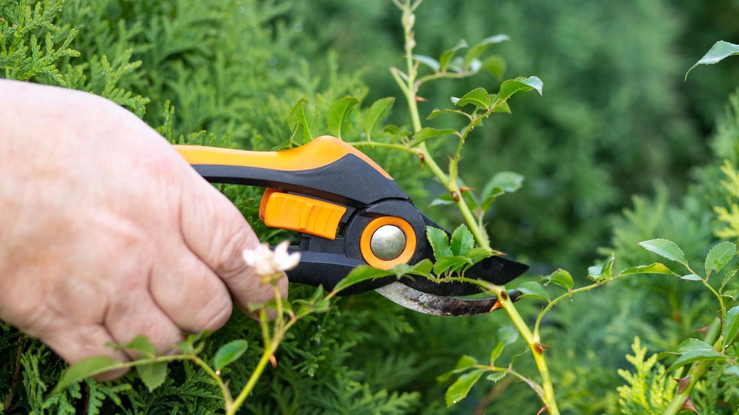 Sommersaison: Fiskars Gartenschere günstig wie nie : Garten-Angebote am Montag
