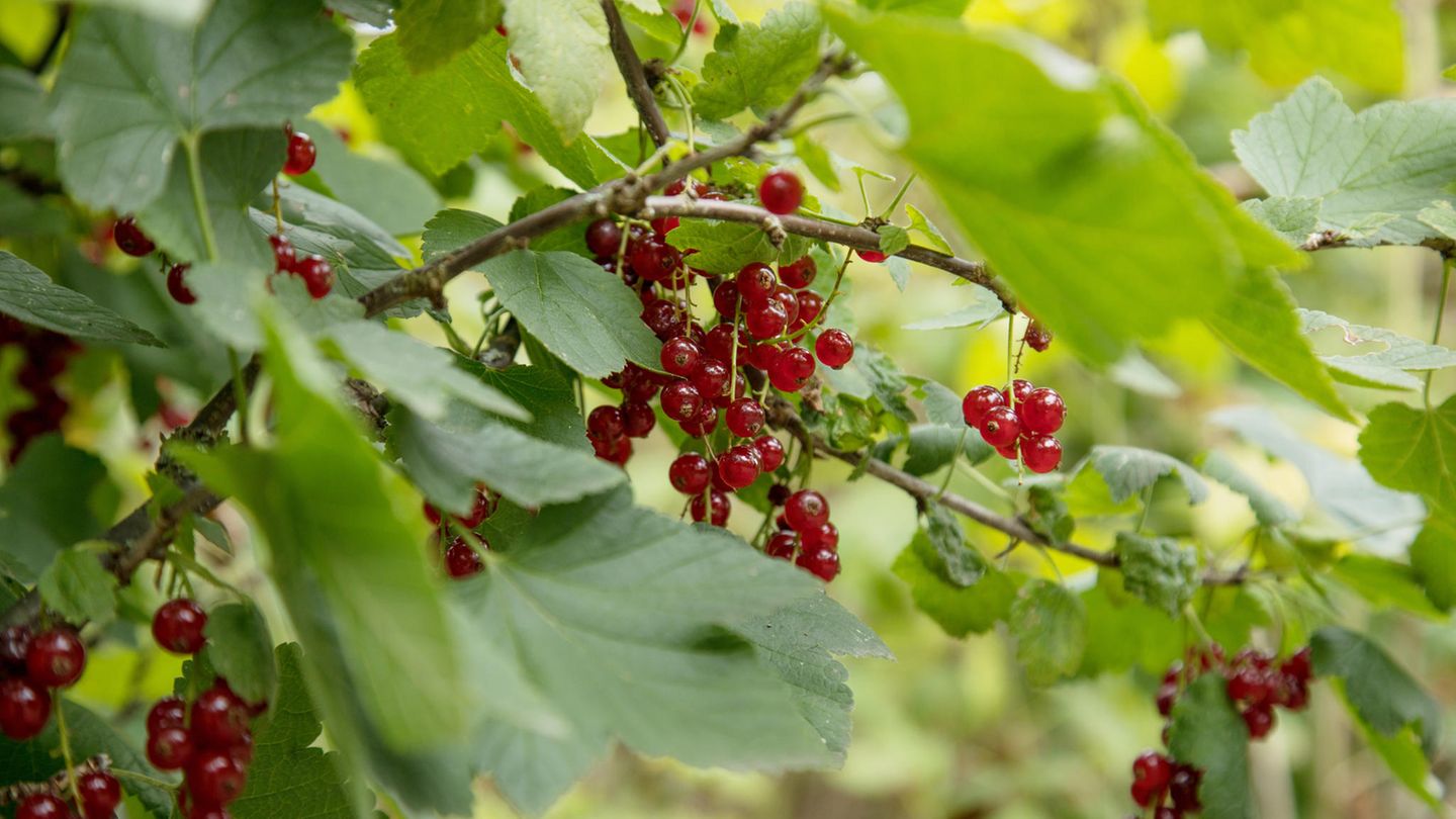 Gartentipps: Johannisbeeren schneiden: Damit Sie im nächsten Sommer wieder naschen können