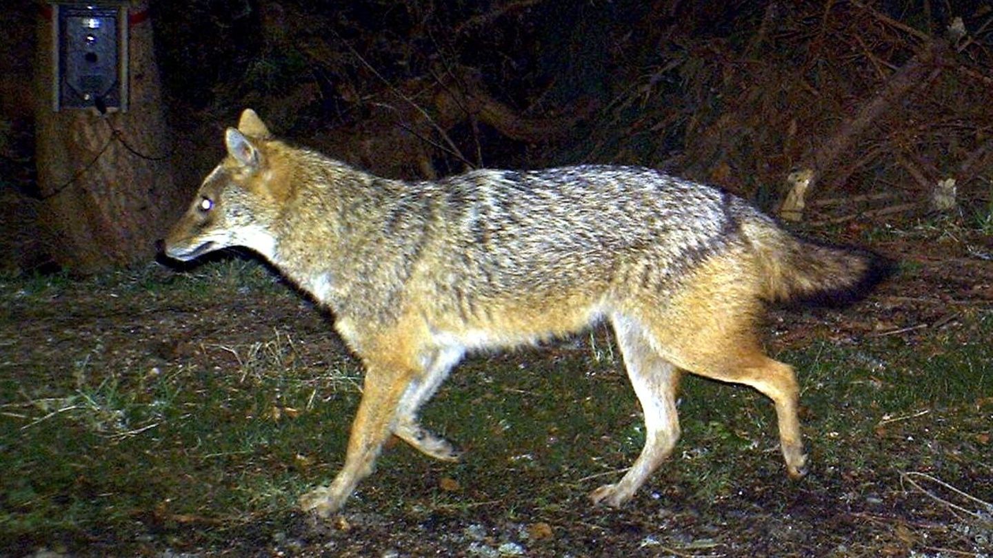Streit um Abschuss: Endgültige Entscheidung: Goldschakal auf Sylt darf geschossen werden