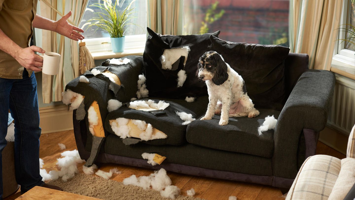 Mehr Auslastung für Haustiere: Den Hund beschäftigen: Diese Tipps helfen gegen Langeweile