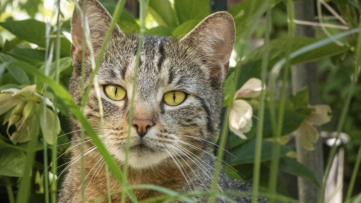 Untersuchung: Katzen werden in Deutschland besonders häufig gequält