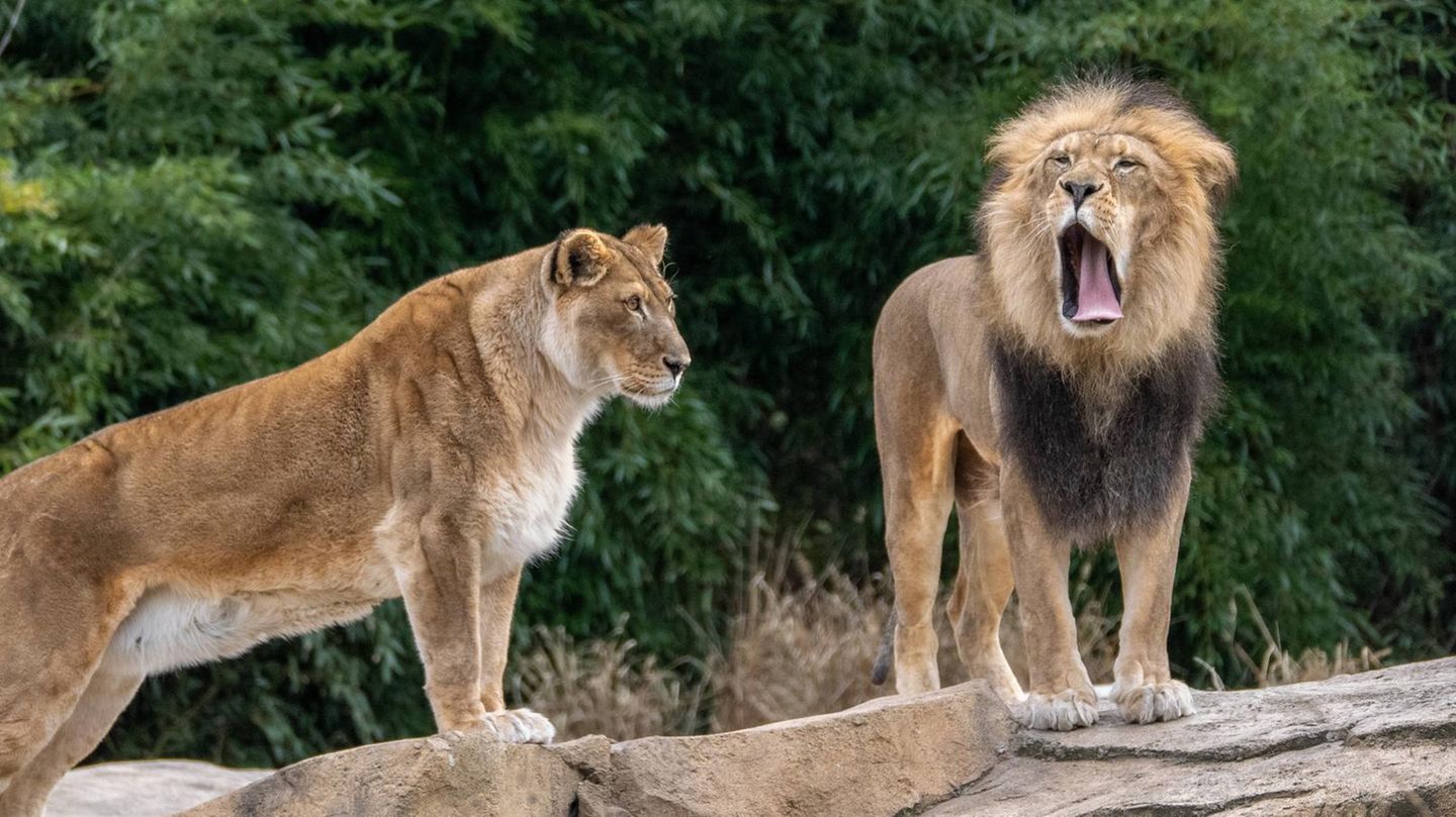 Australien: Frau verliert bei Löwenangriff in Zoo einen Arm